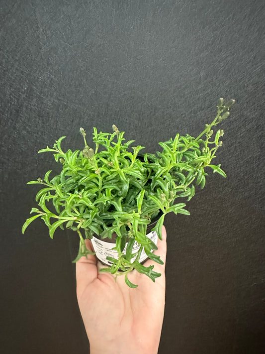 String of Dolphins 5in