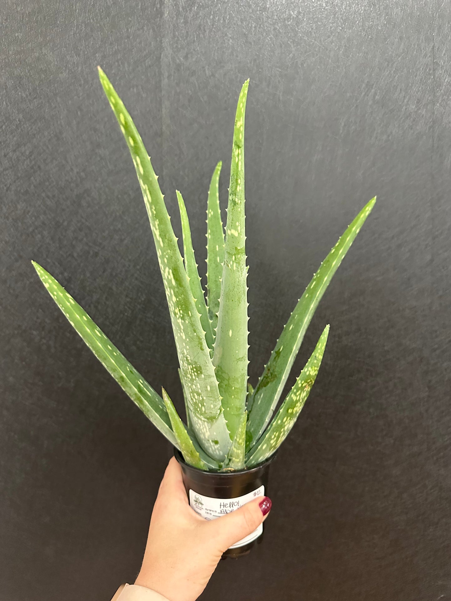 Aloe Vera 4in