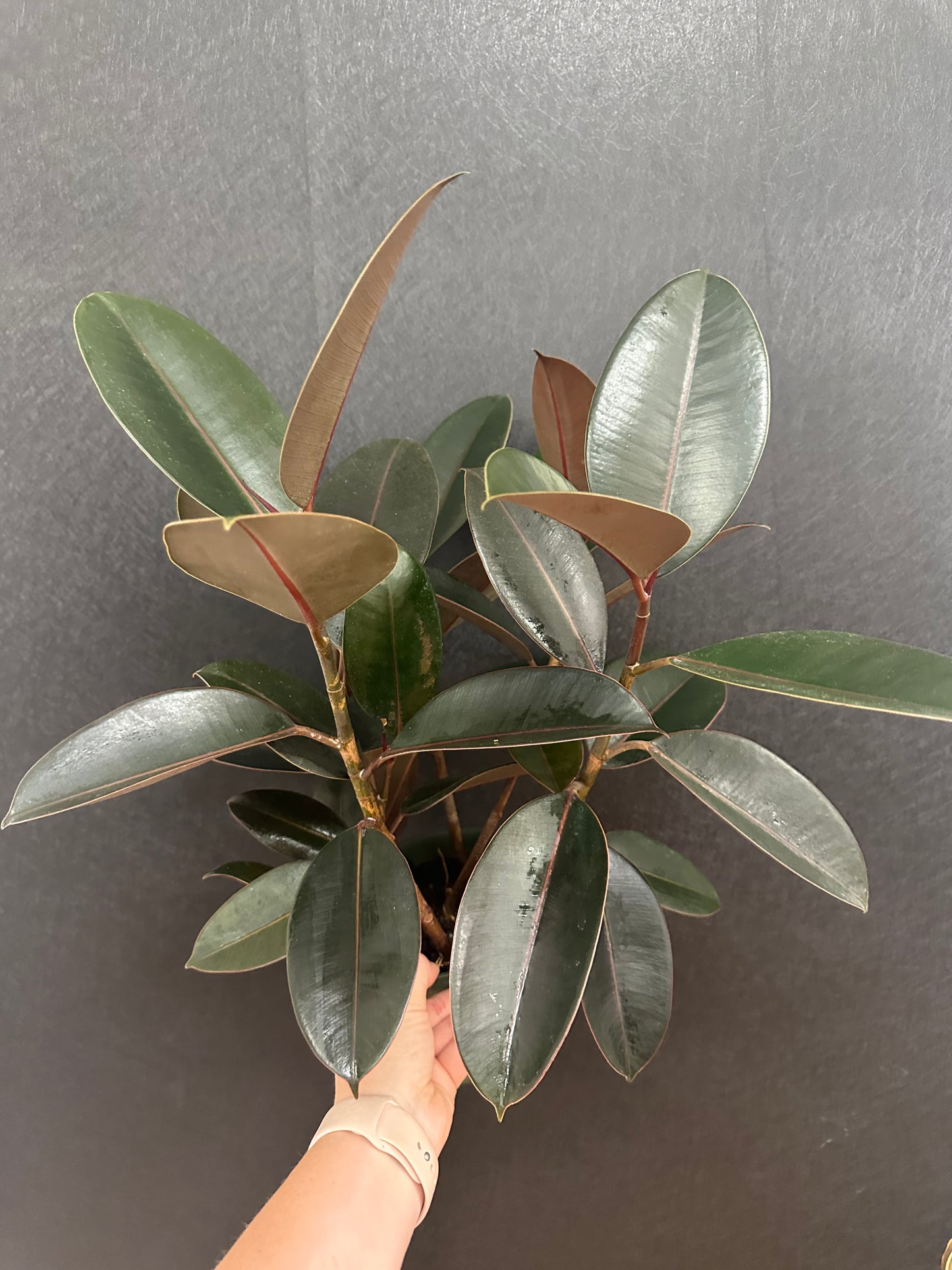 Burgundy Ficus Rubber Tree 6in