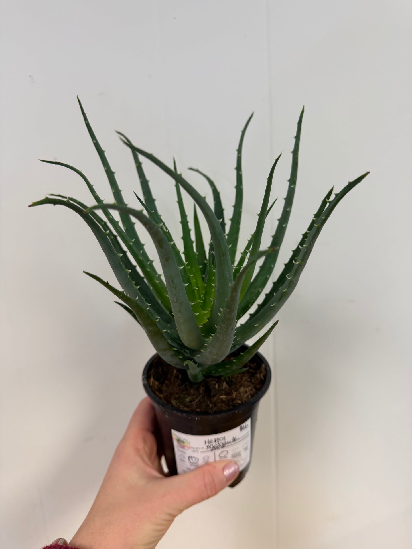 Aloe Mohawk 4in
