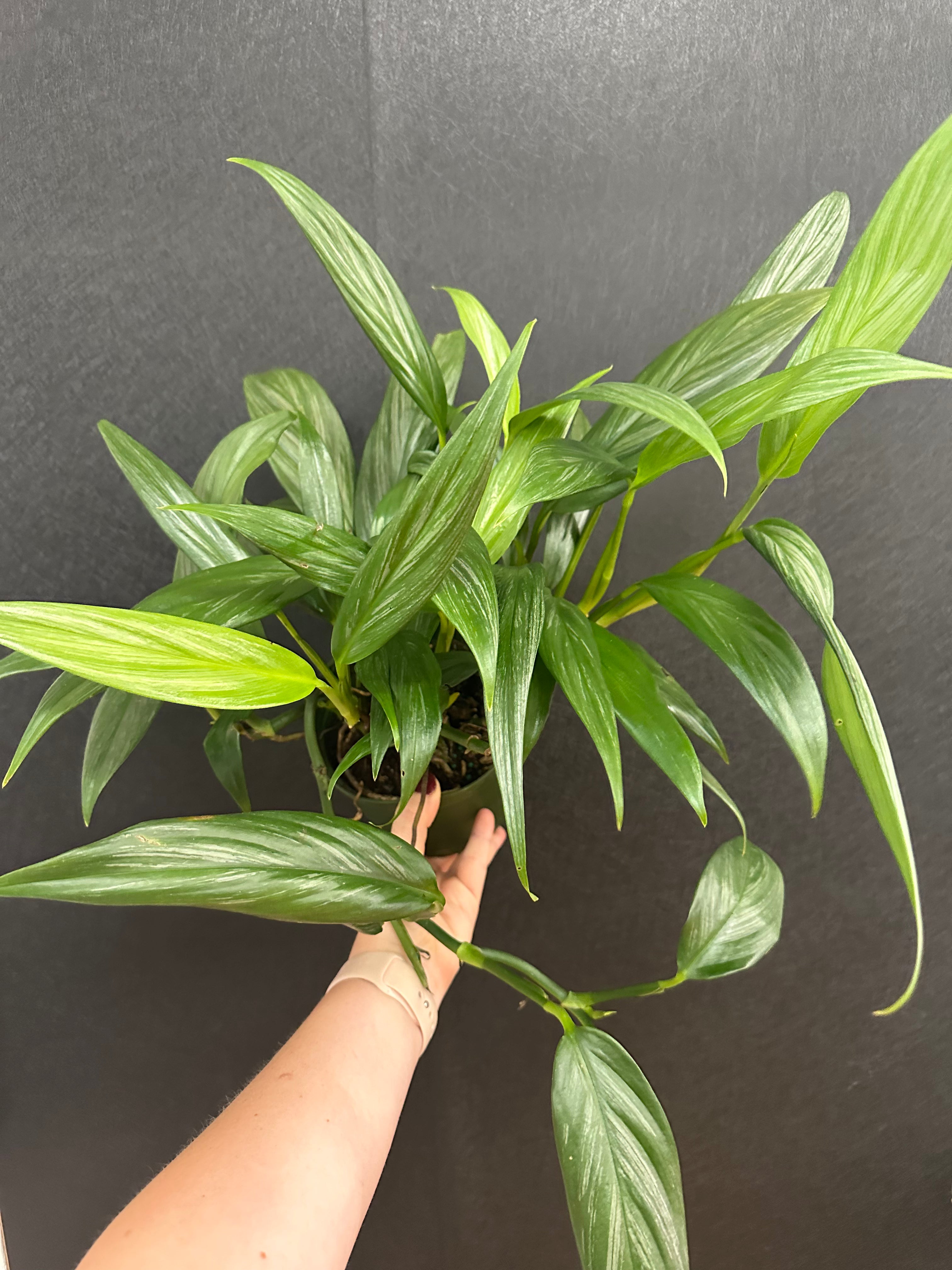 philodendron amplissimum variegated Philodendron Amplissimum Silver 6in – Blossom + Branch Houseplants