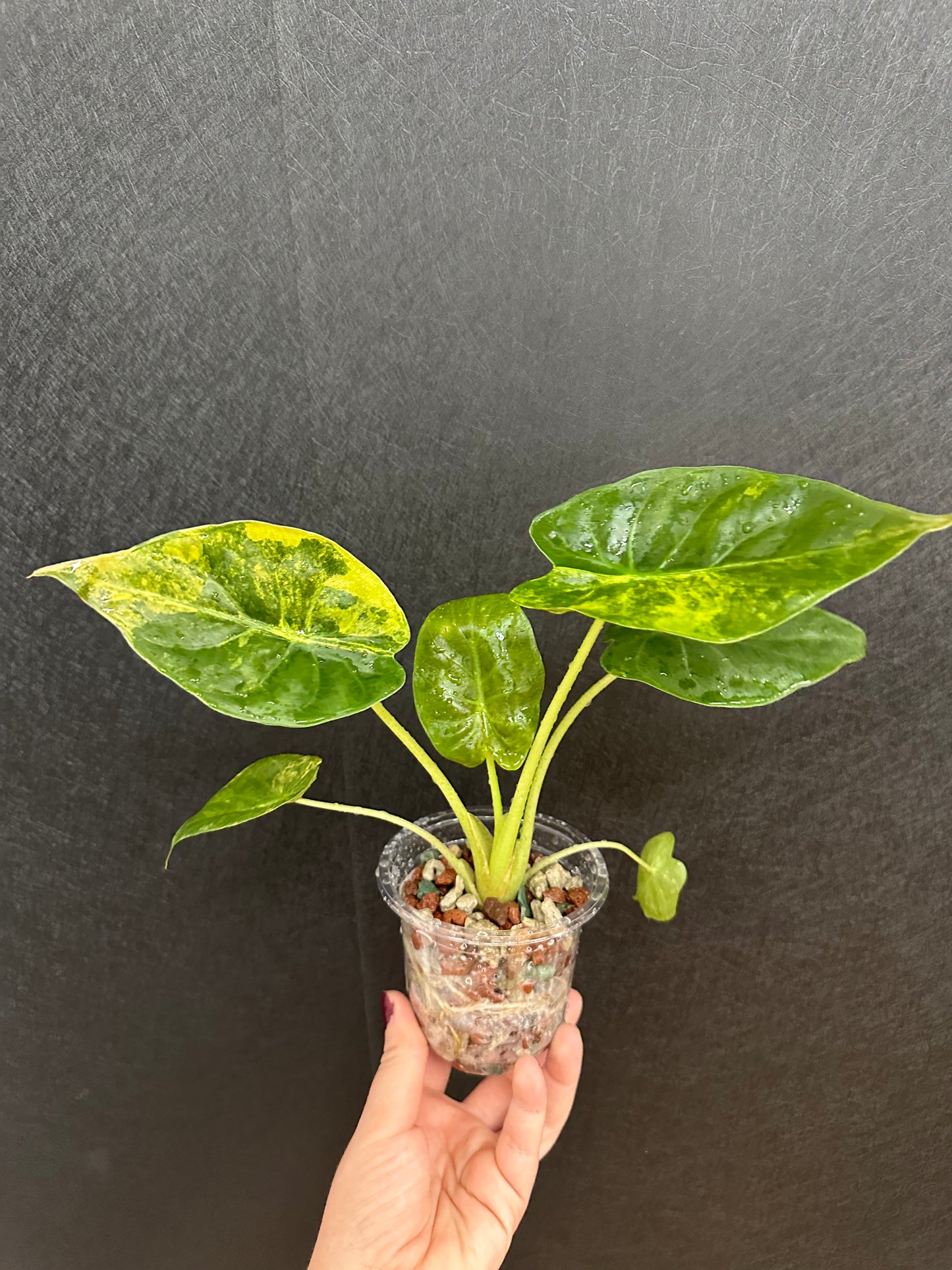 Alocasia Wentii Variegated 4in