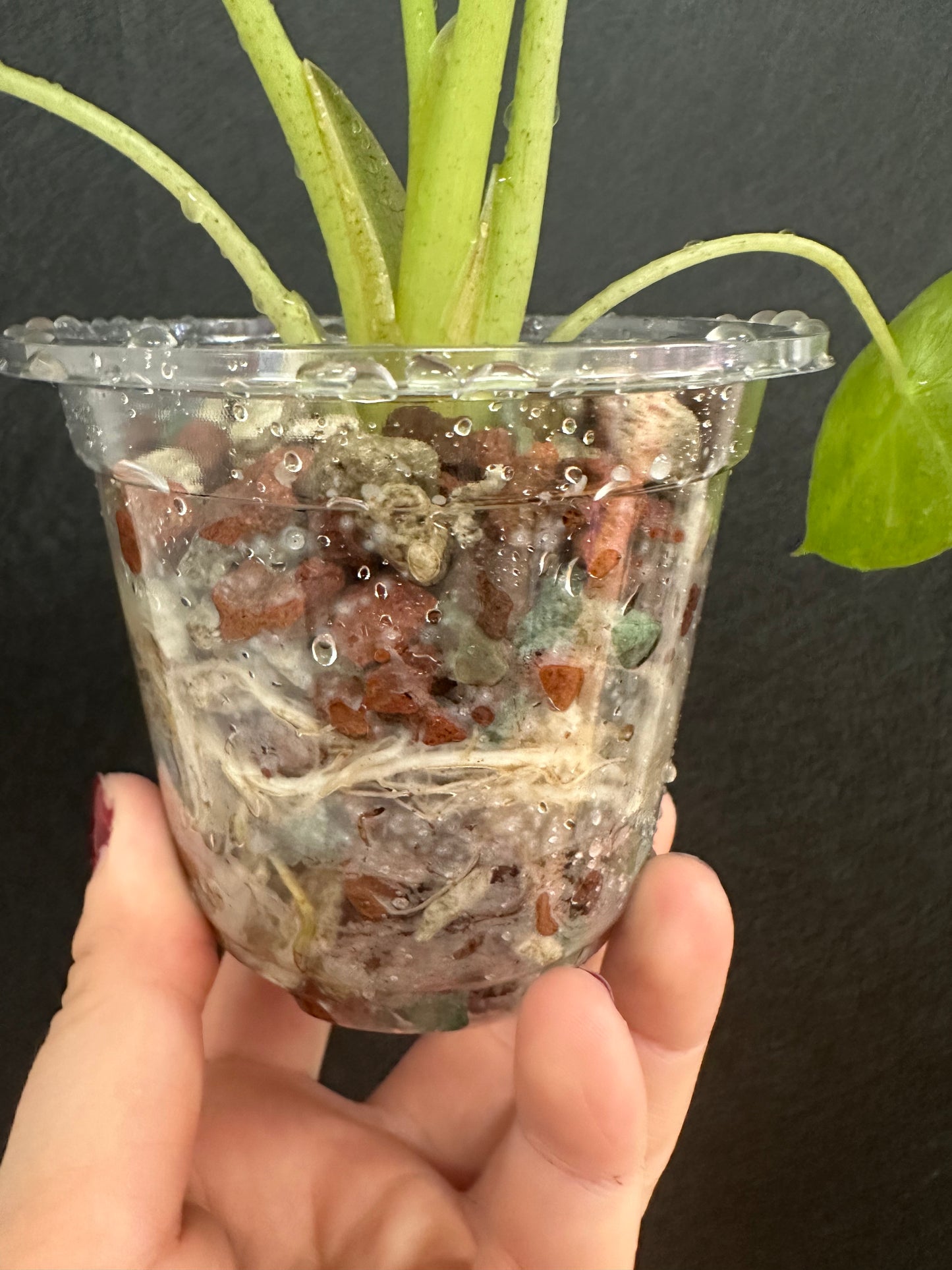 Alocasia Wentii Variegated 4in