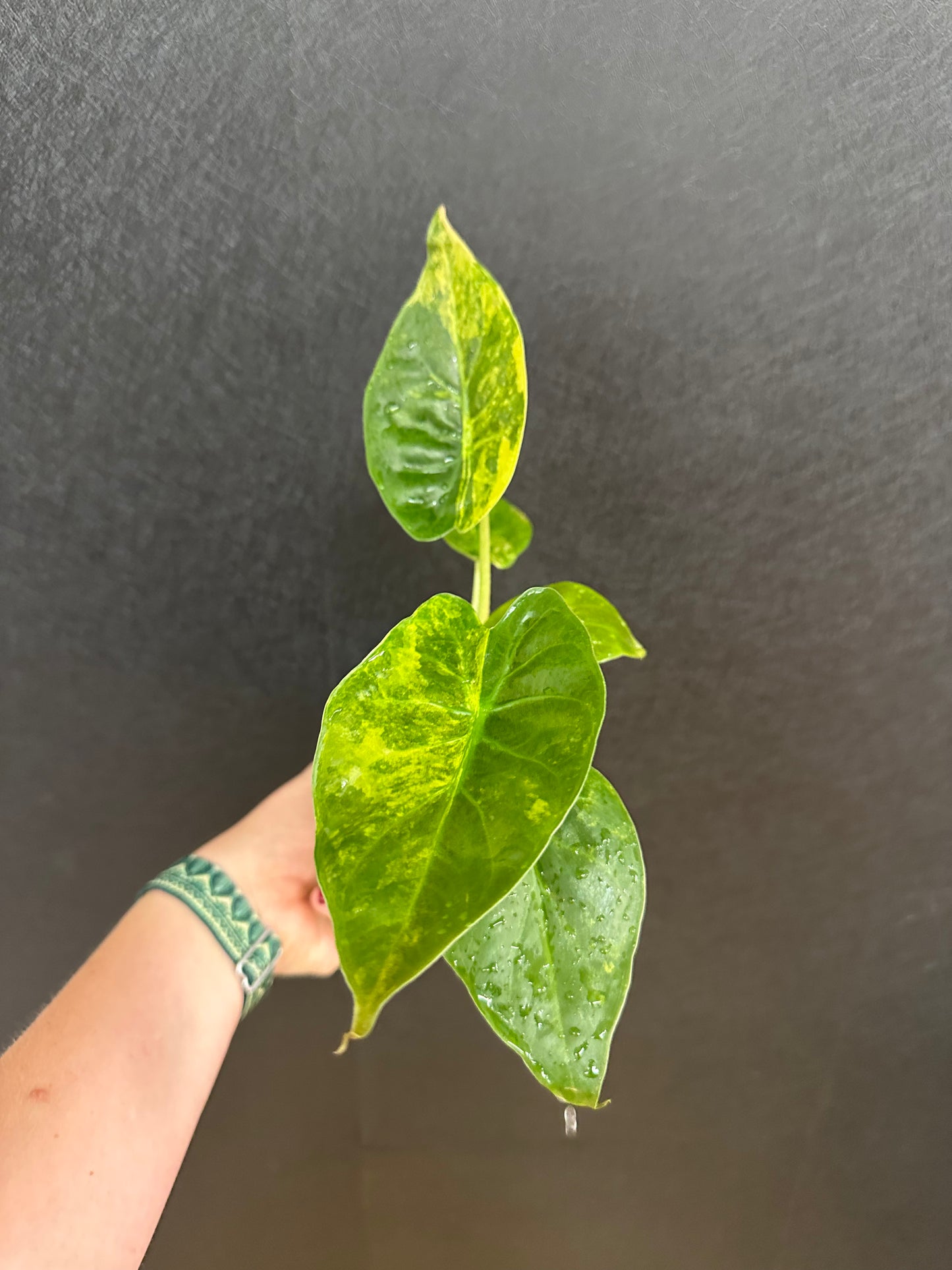 Alocasia Wentii Variegated 4in