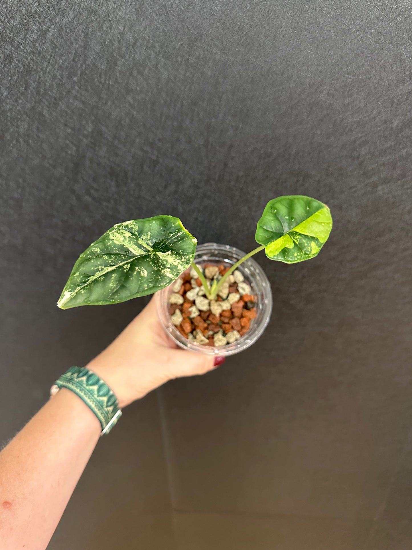 Dragon Scale Albo Alocasia 4in