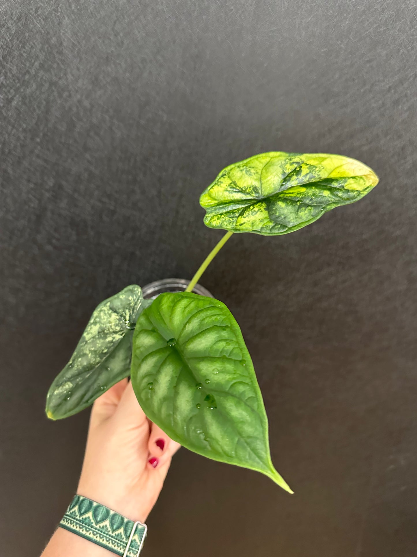 Alocasia Dragon Scale Aurea 4in