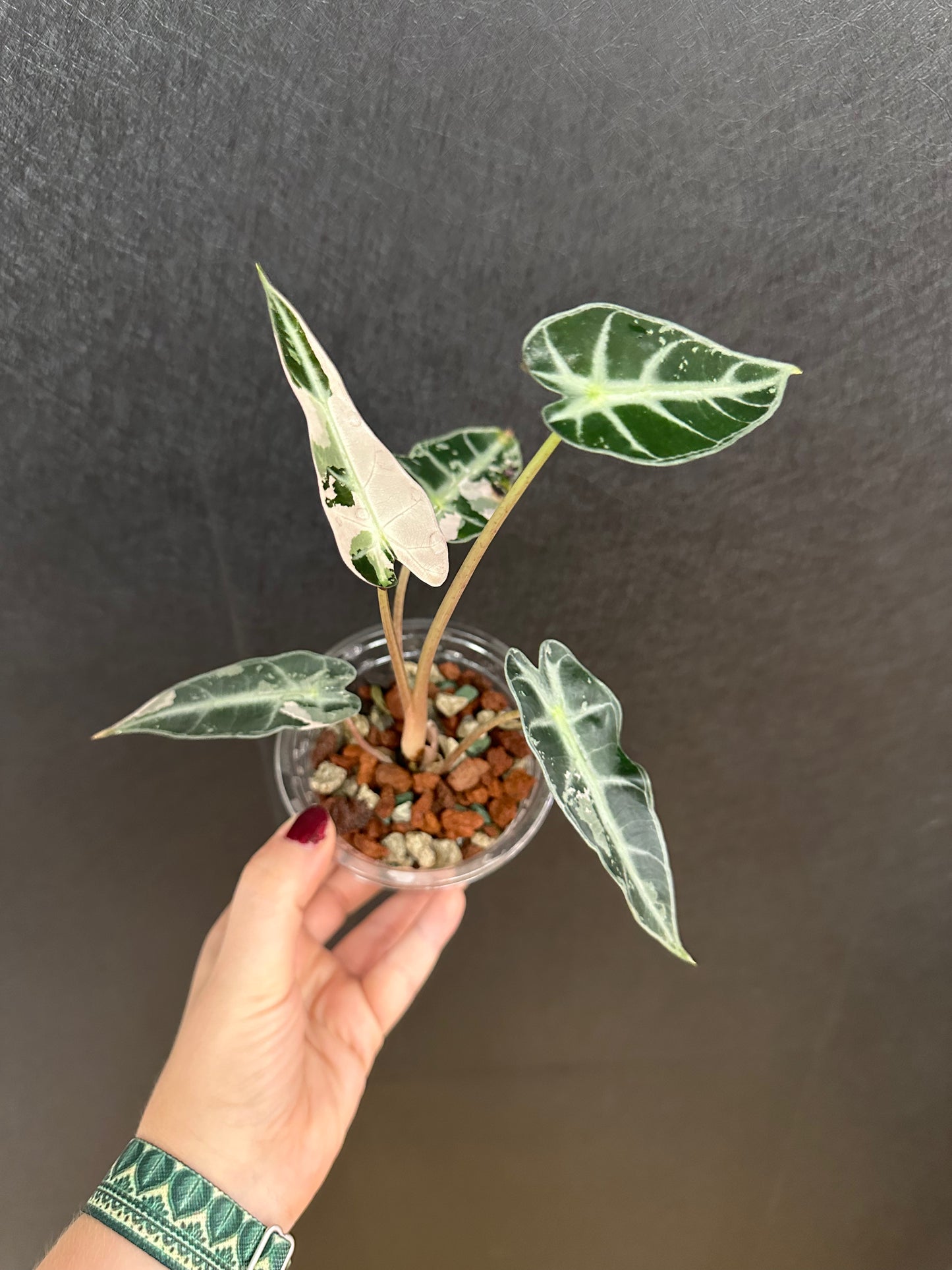 Alocasia Pink Bambino 4in