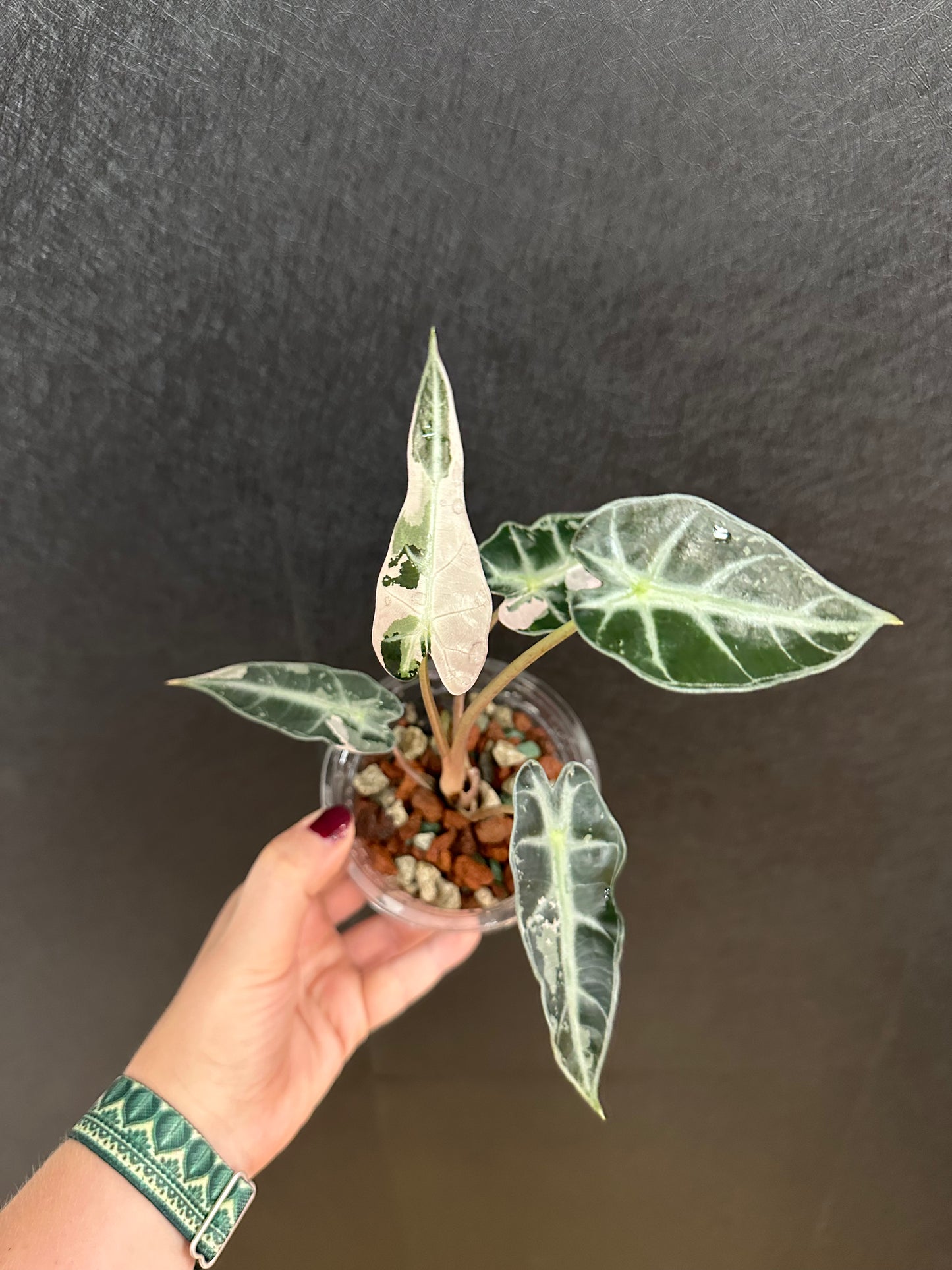 Alocasia Pink Bambino 4in