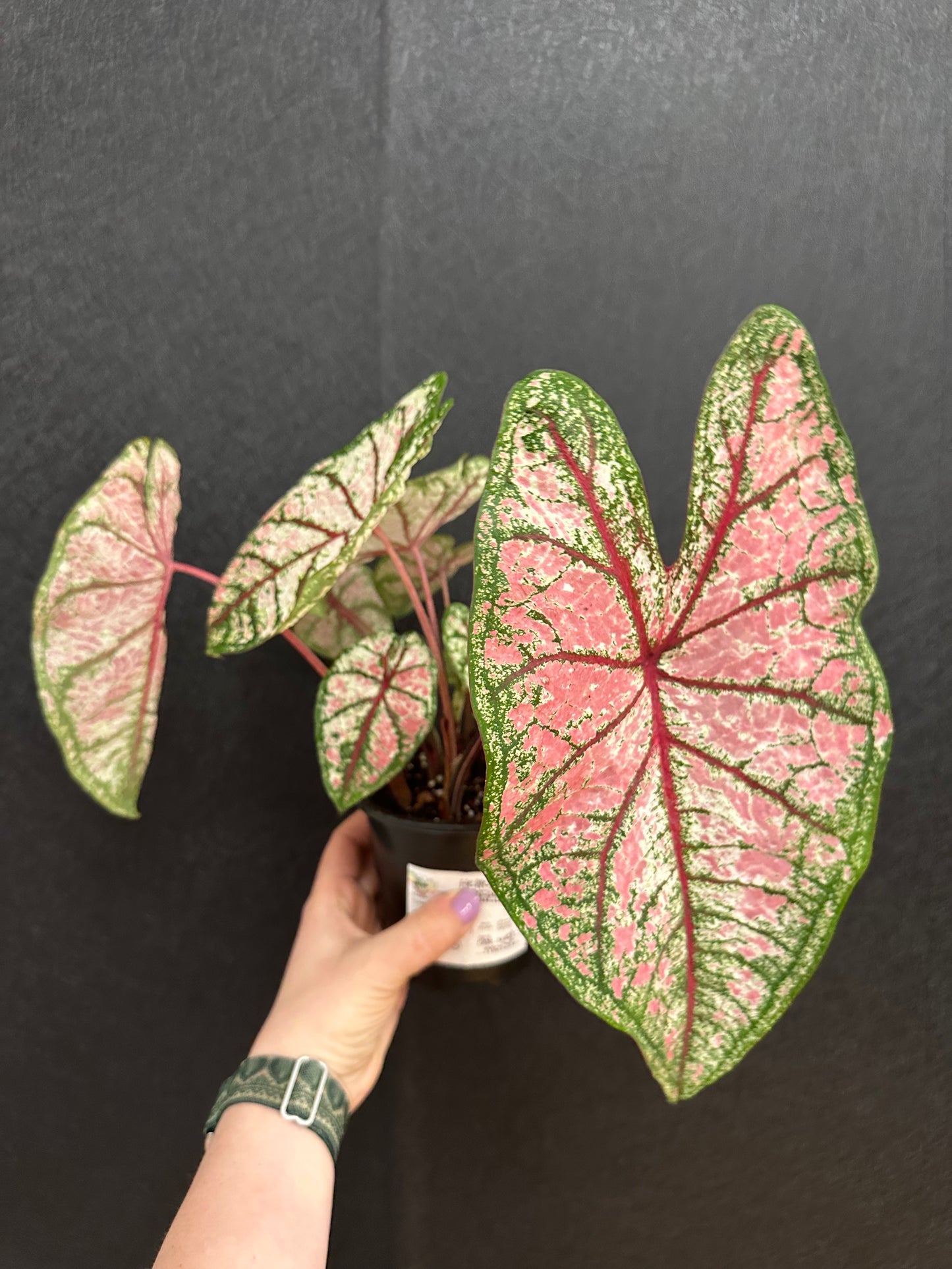 Carousel Caladium 4in