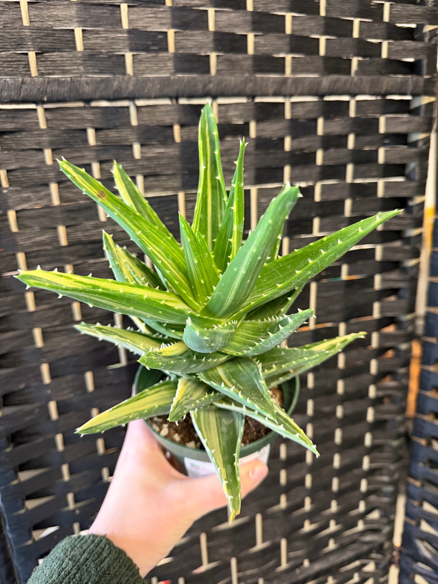 Christmas Carol Aloe 4in