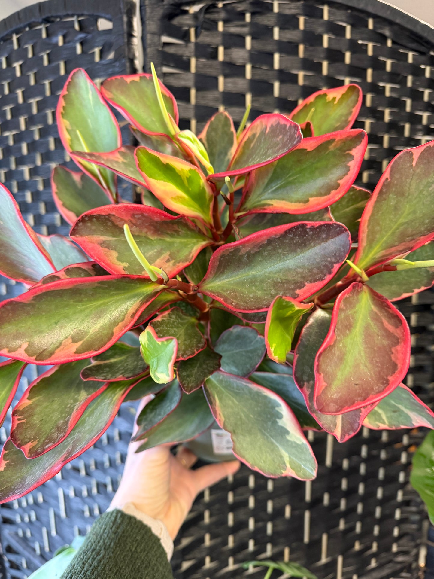 Ginny Peperomia 6in