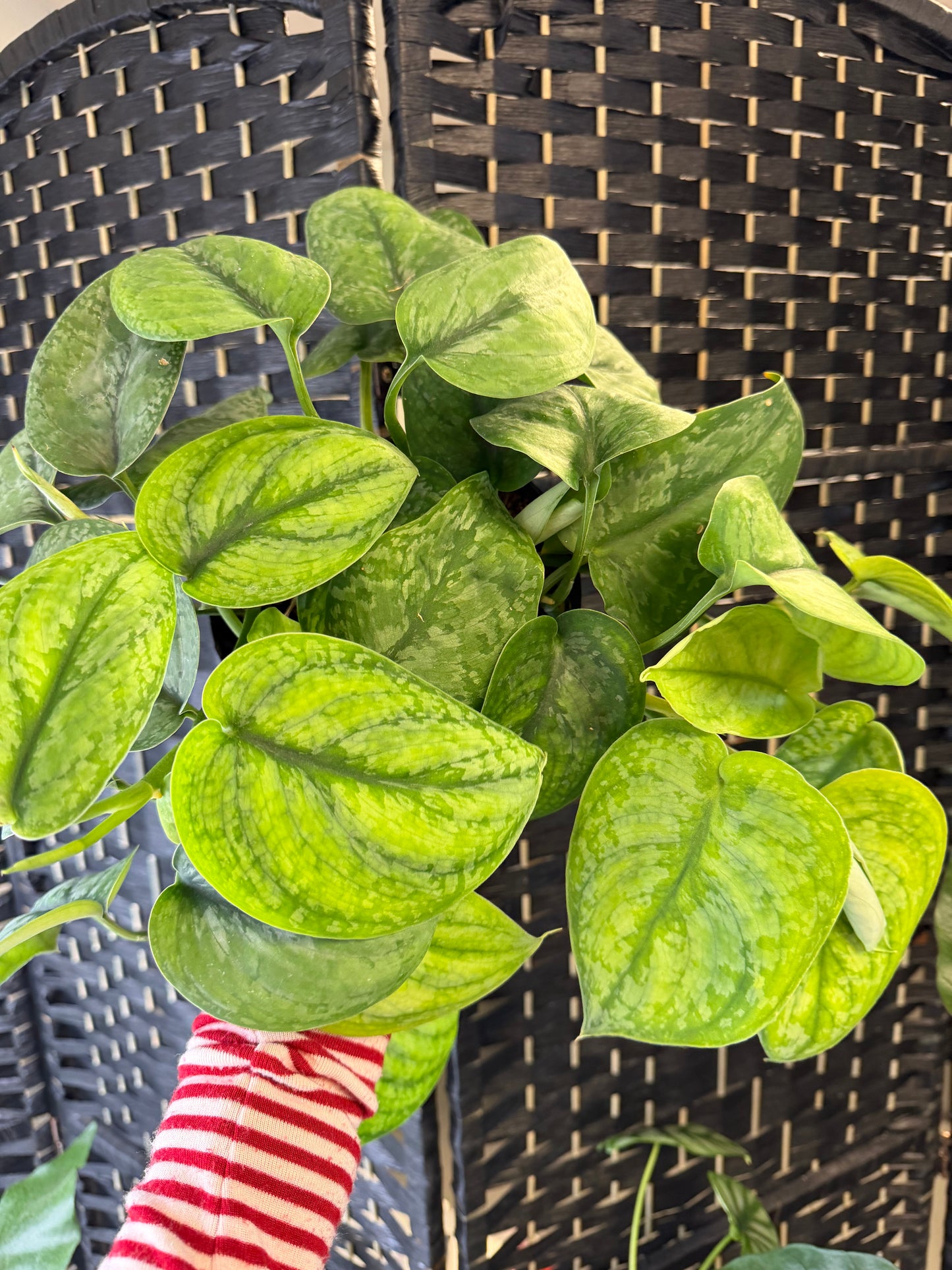 Silver Hero Scindapsus 6in