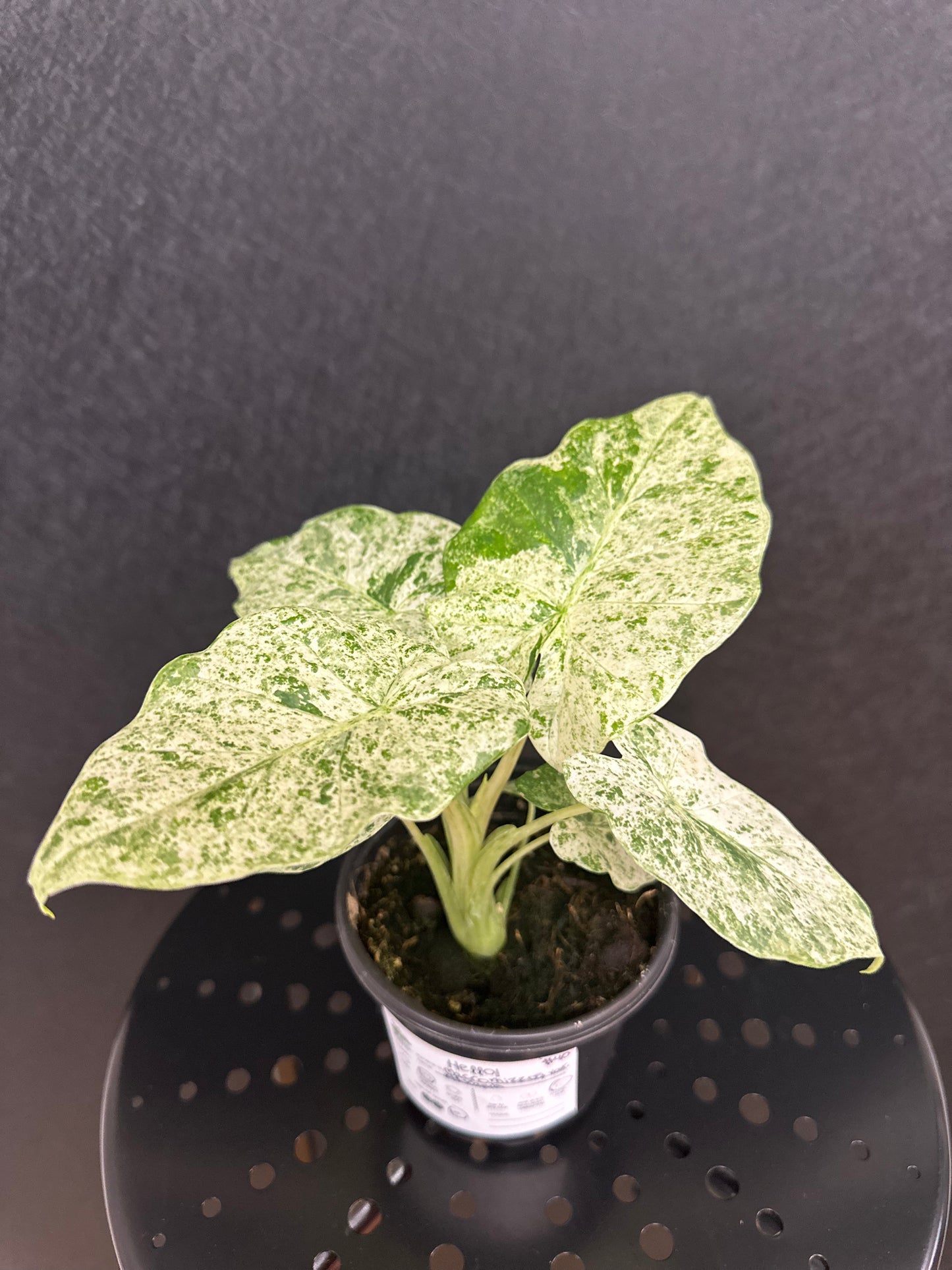 Alocasia Macrorrhiza Var. 4in
