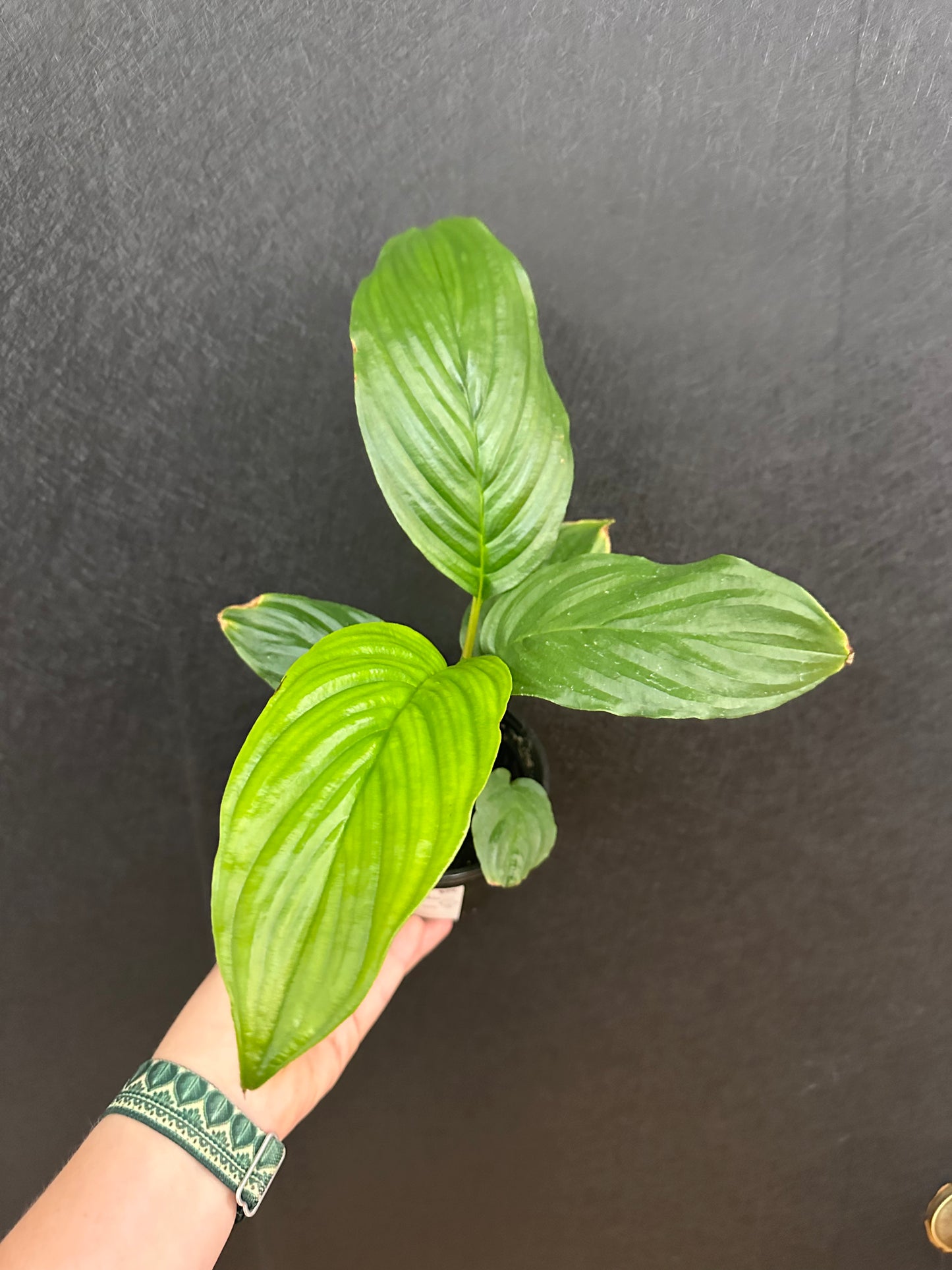 Bat Plant 4in Tacca Chantrieri