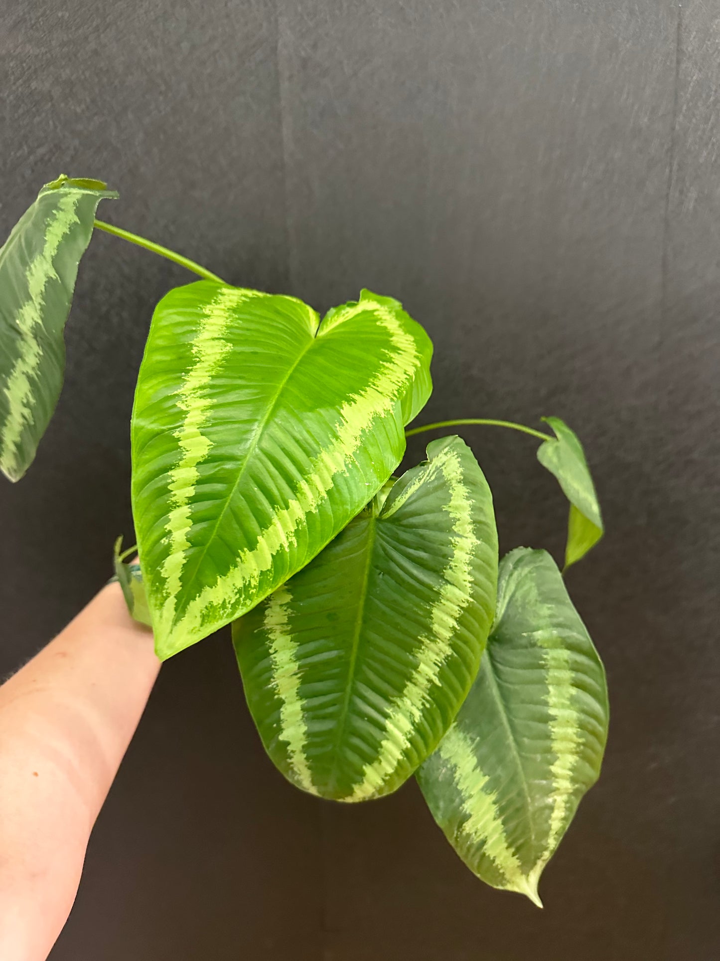 Schismatoglottis Wallichii 4in