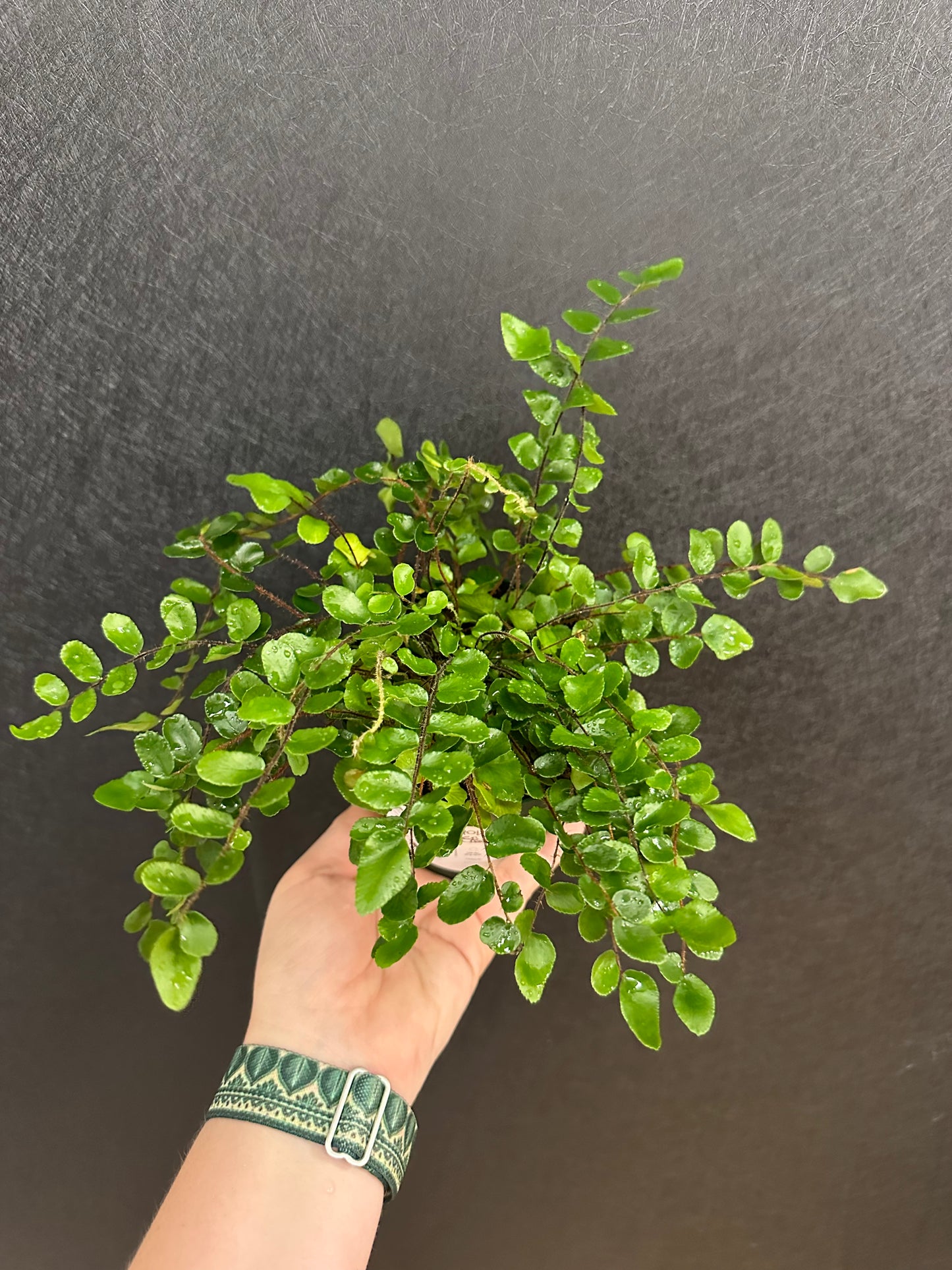 Button Fern 6in