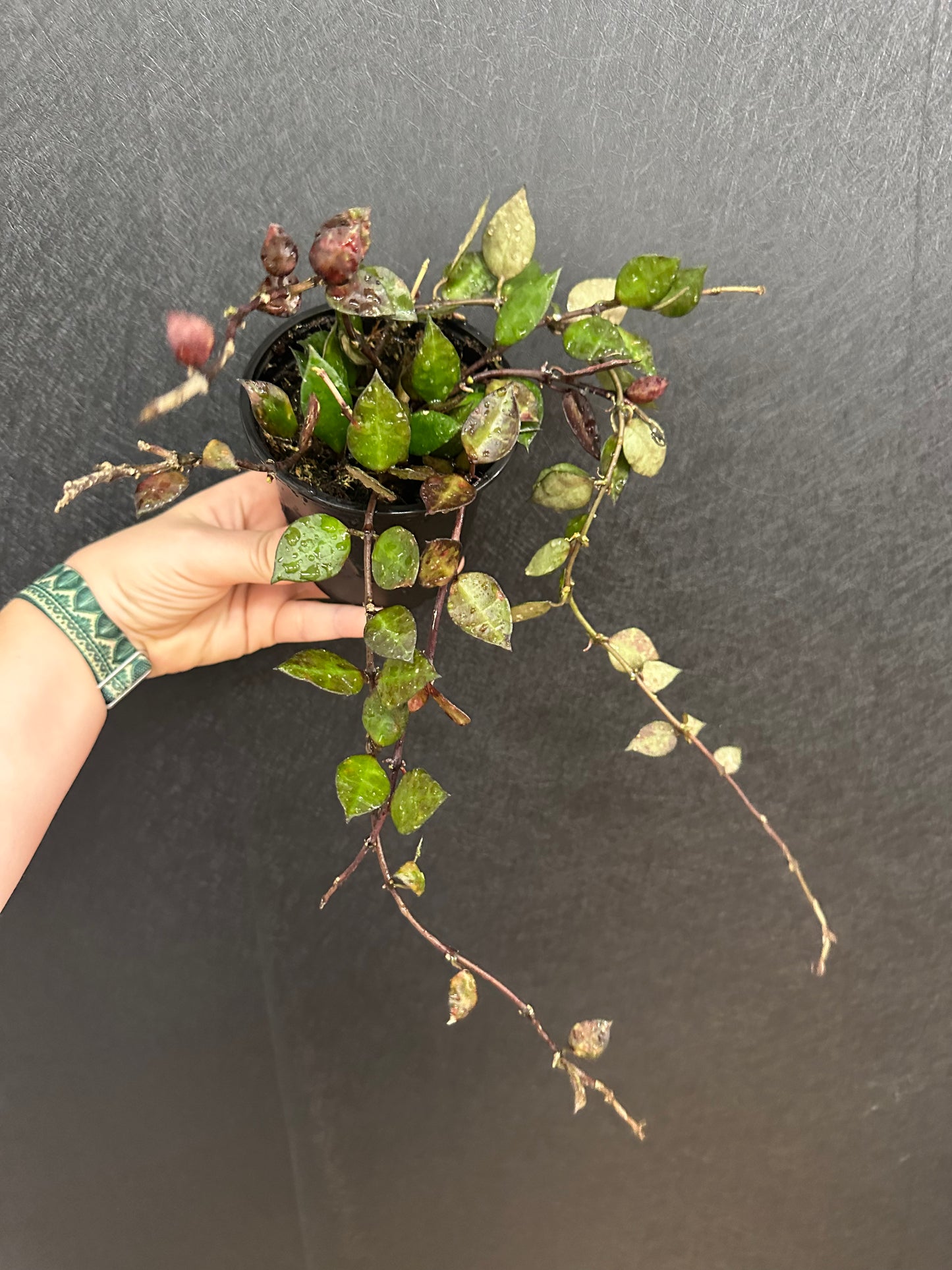 Hoya Krohniana Black 4in