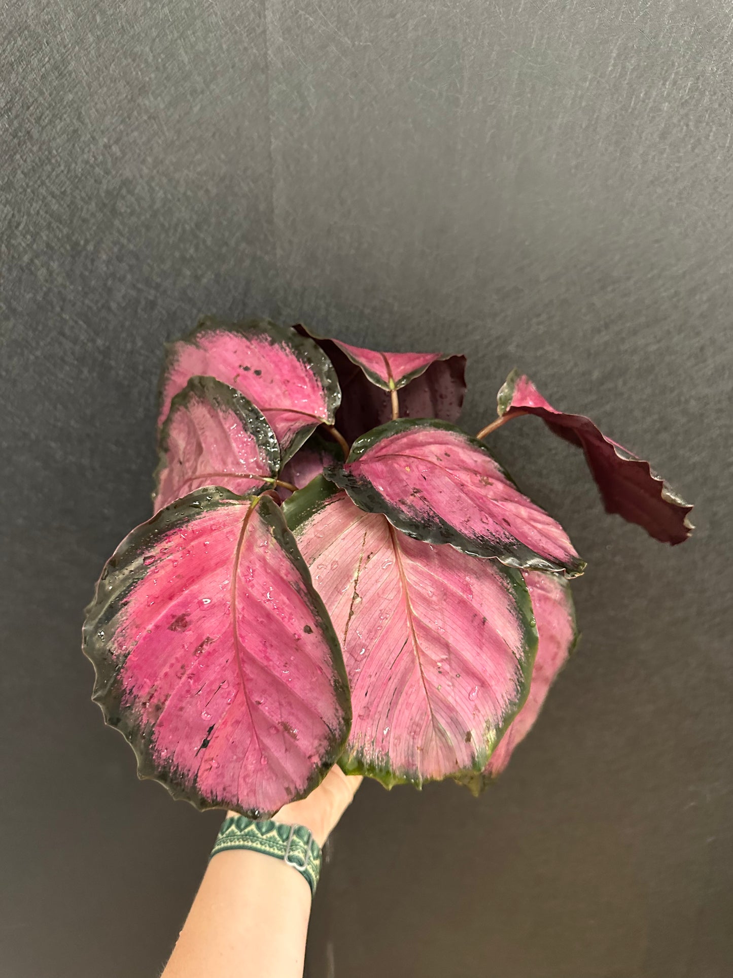 Pink Star Calathea 6in