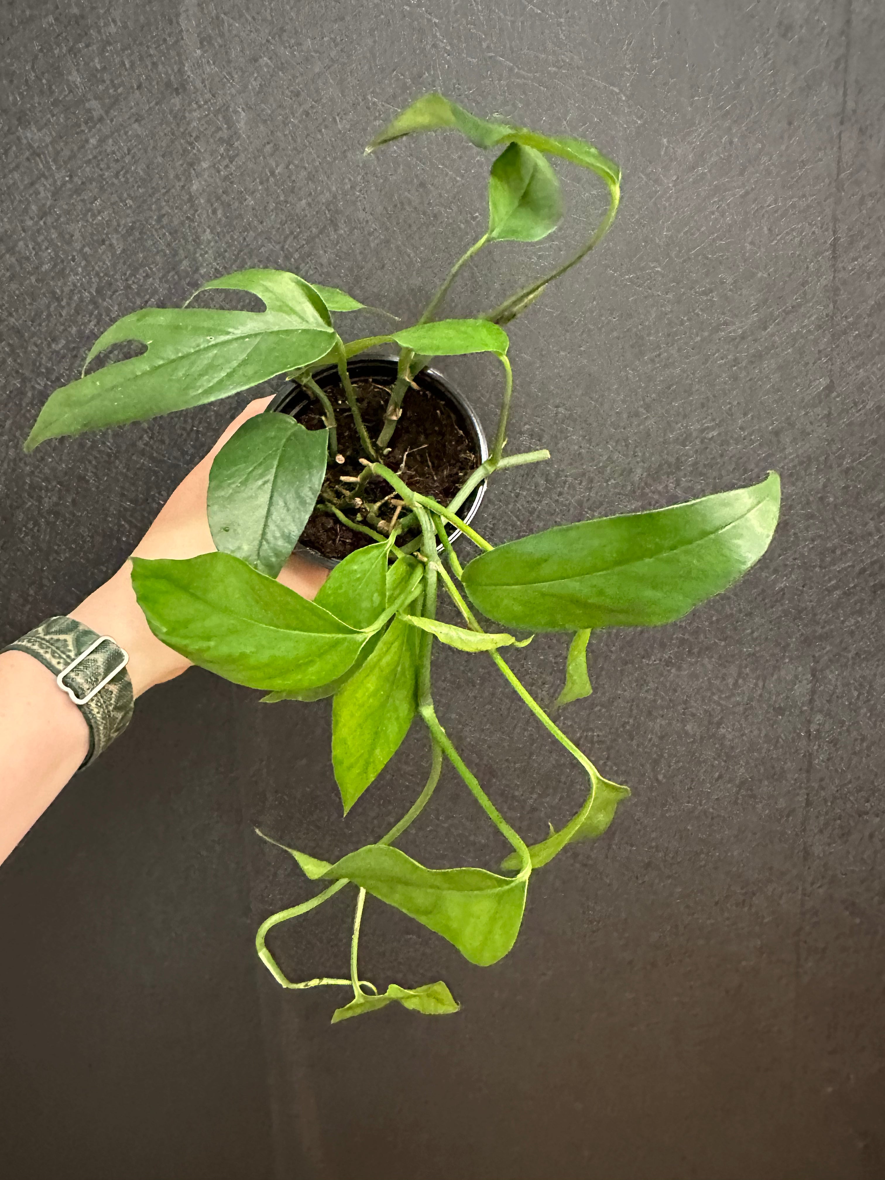 baltic blue pothos for sale Baltic Blue Pothos 4in – Blossom + Branch Houseplants