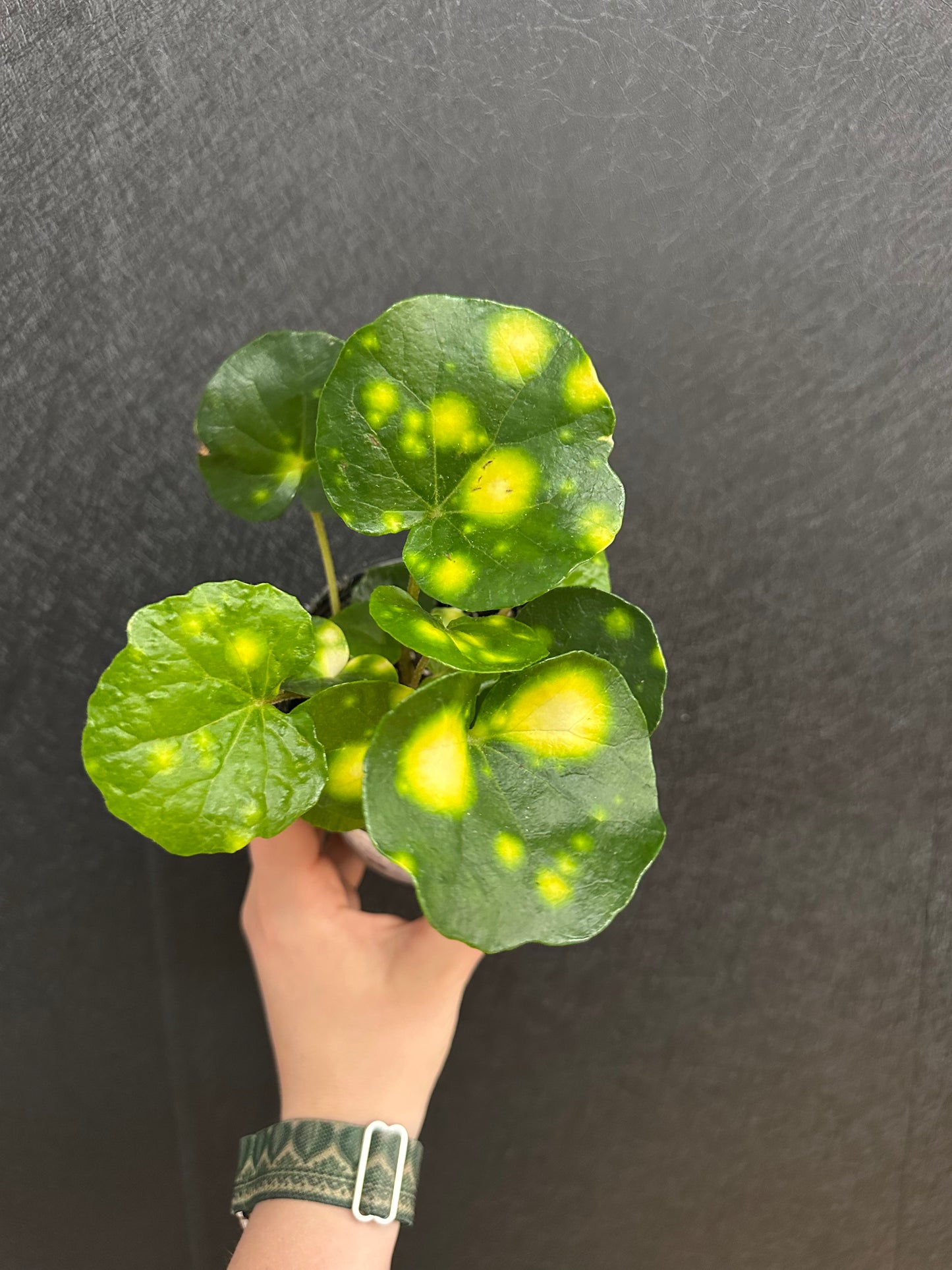 Firefly Farfugium 4in
