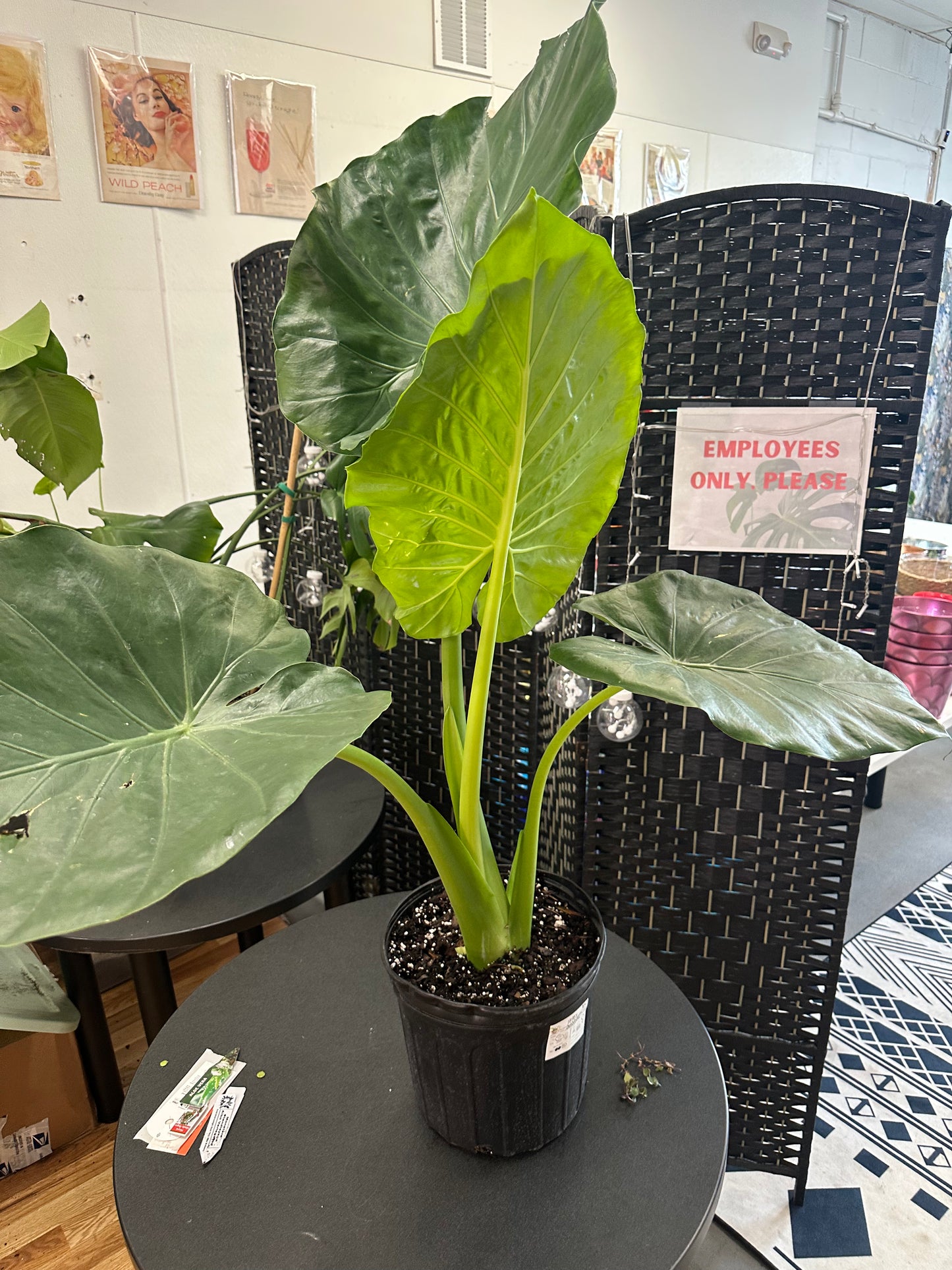 Calidora Alocasia 10in