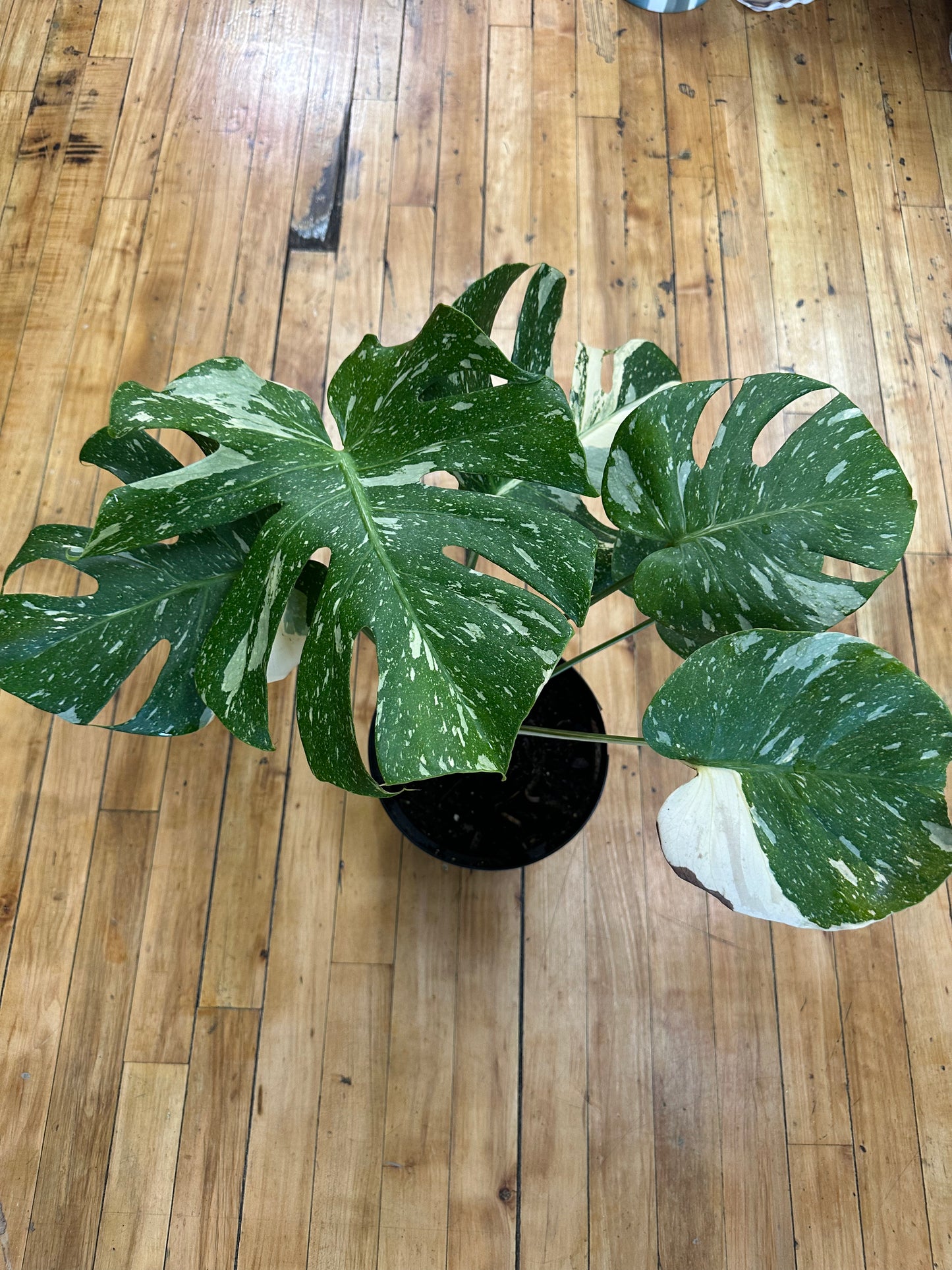 Monstera Thai Constellation 8in pot