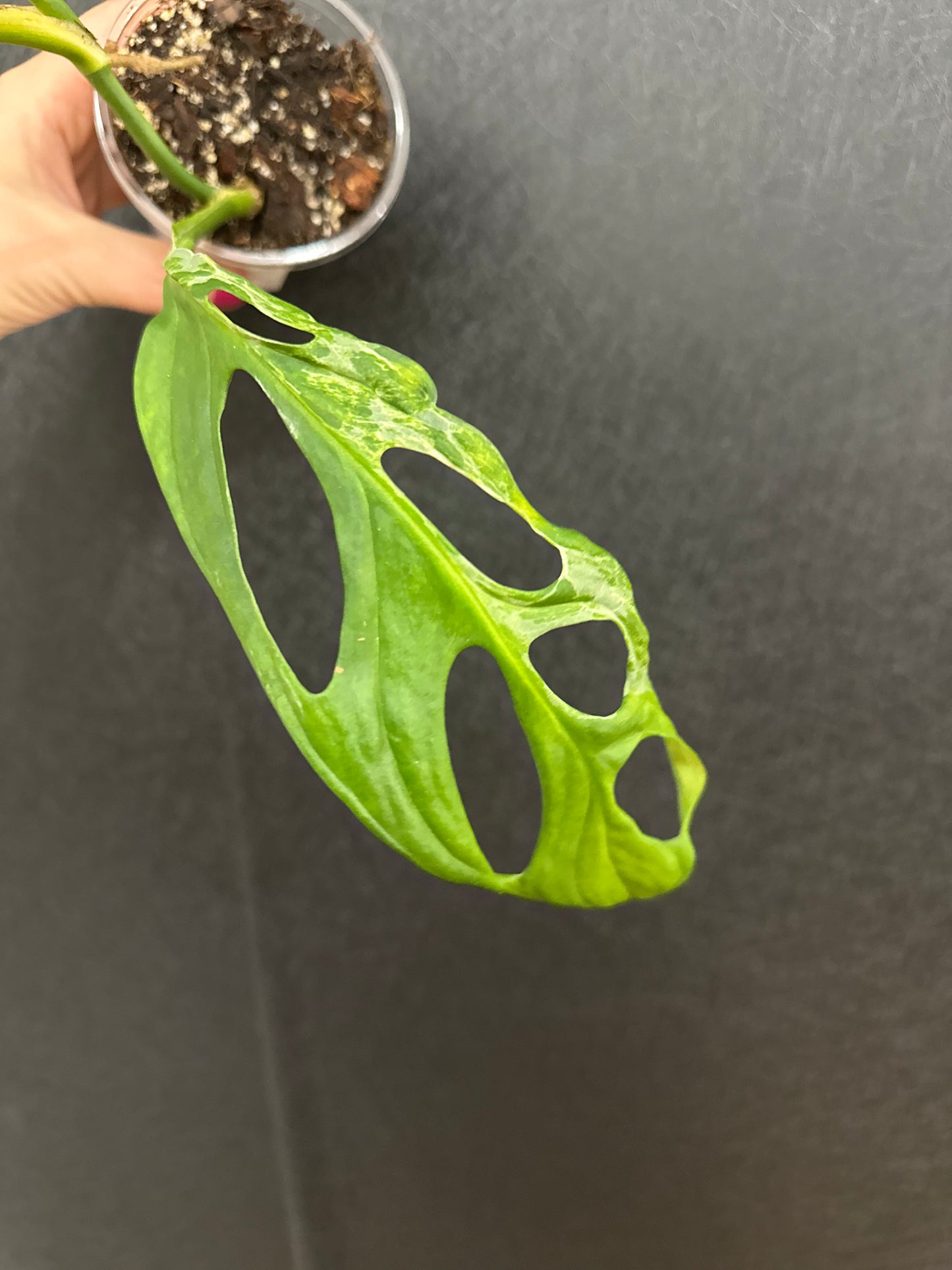Monstera Adansonii ‘Mint’ 3in