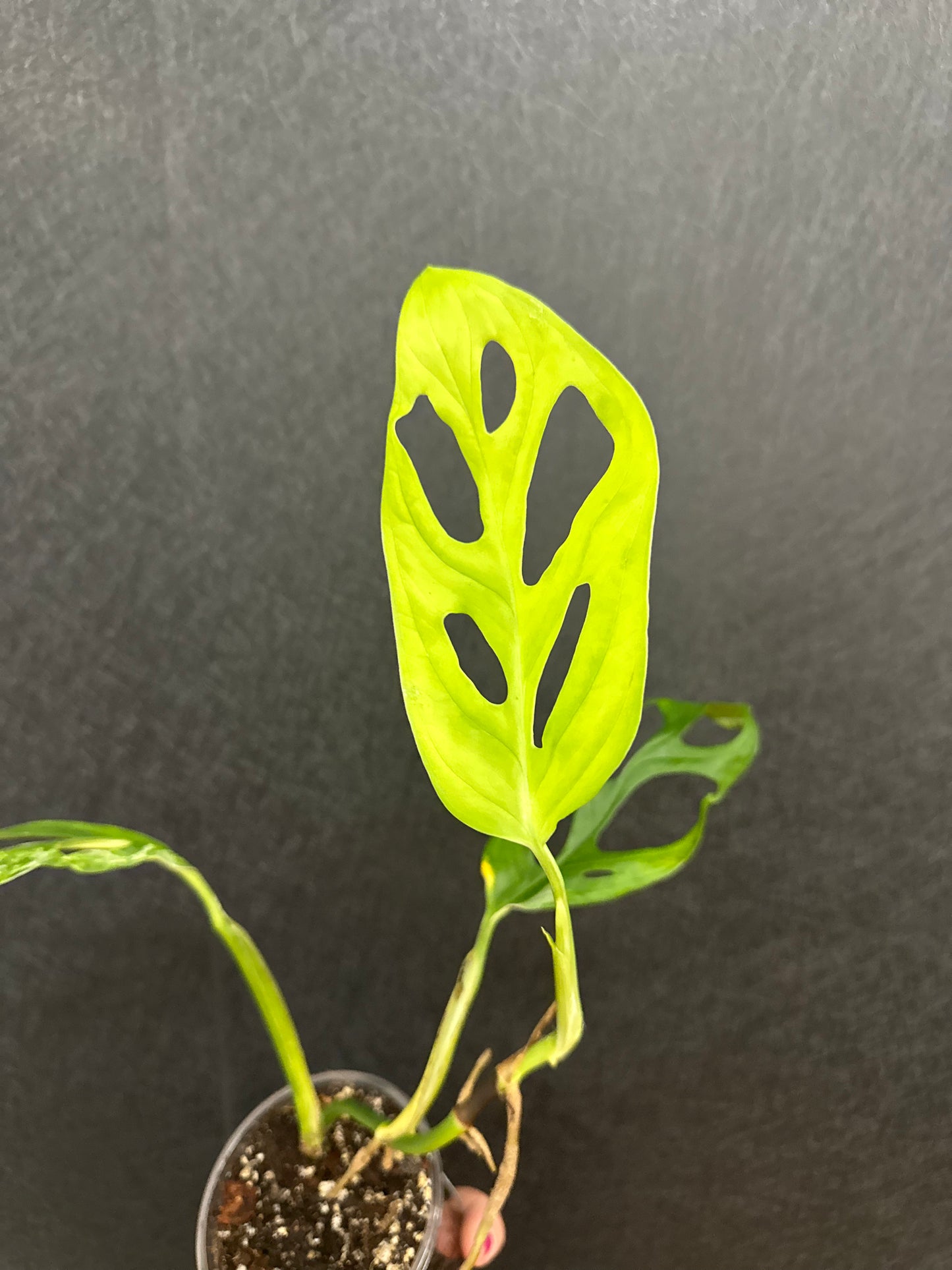Monstera Adansonii ‘Mint’ 3in