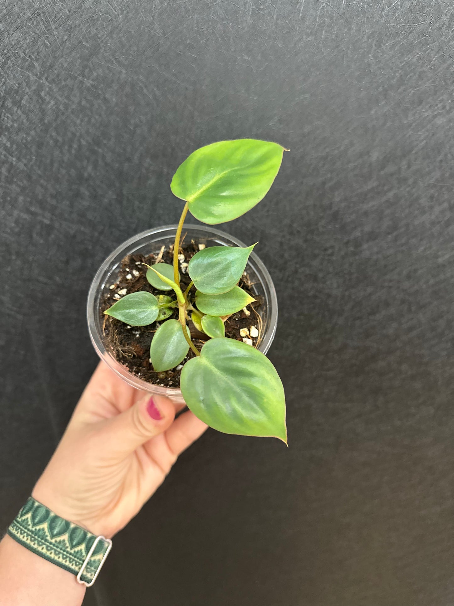 Philodendron Billienum 4in