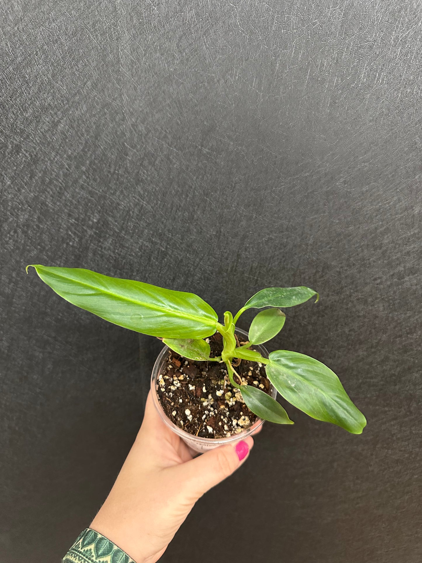 Philodendron Subhastatum 4in