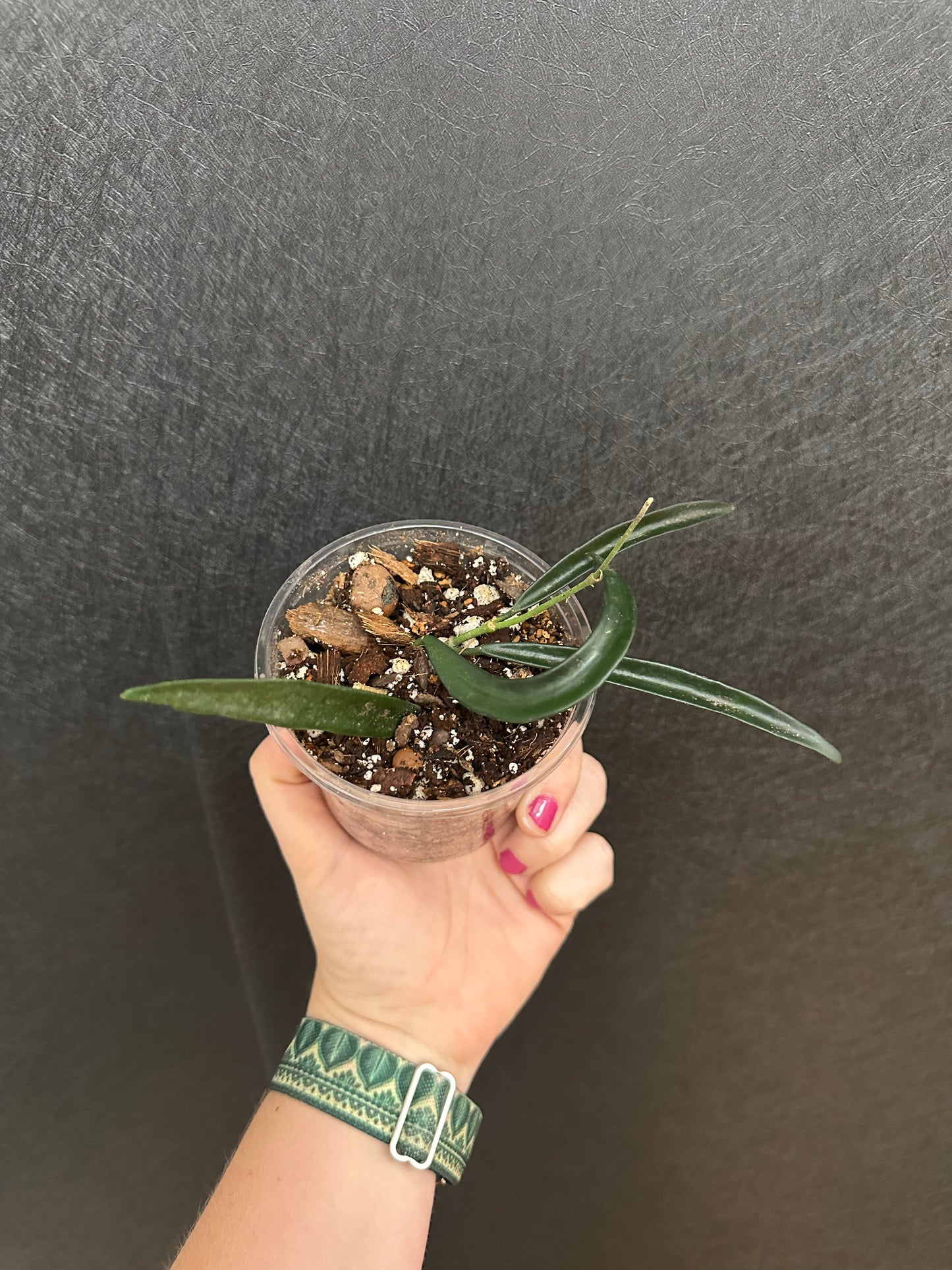 Hoya Shepherdii 3in