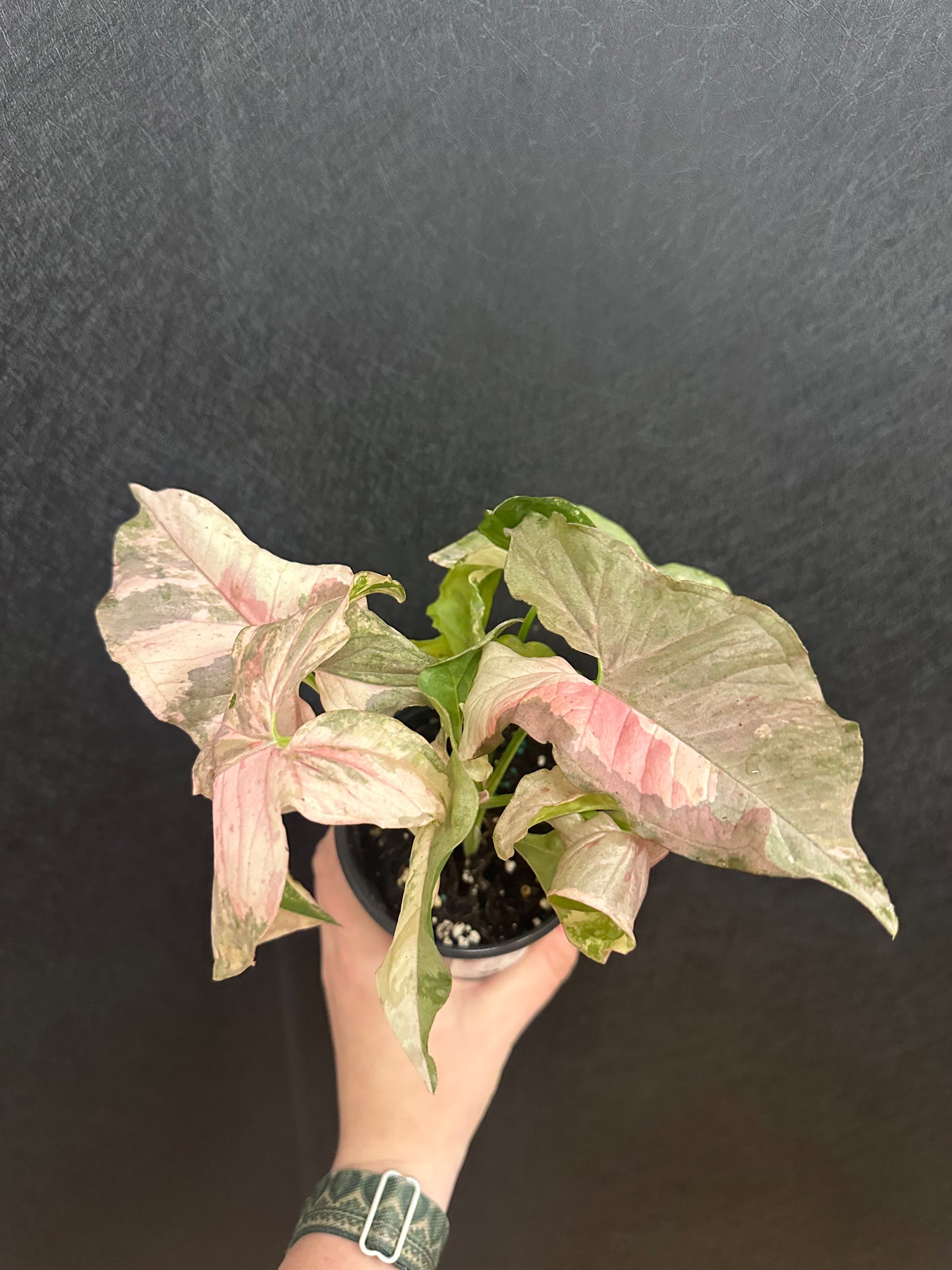 Double Pink Syngonium 4in