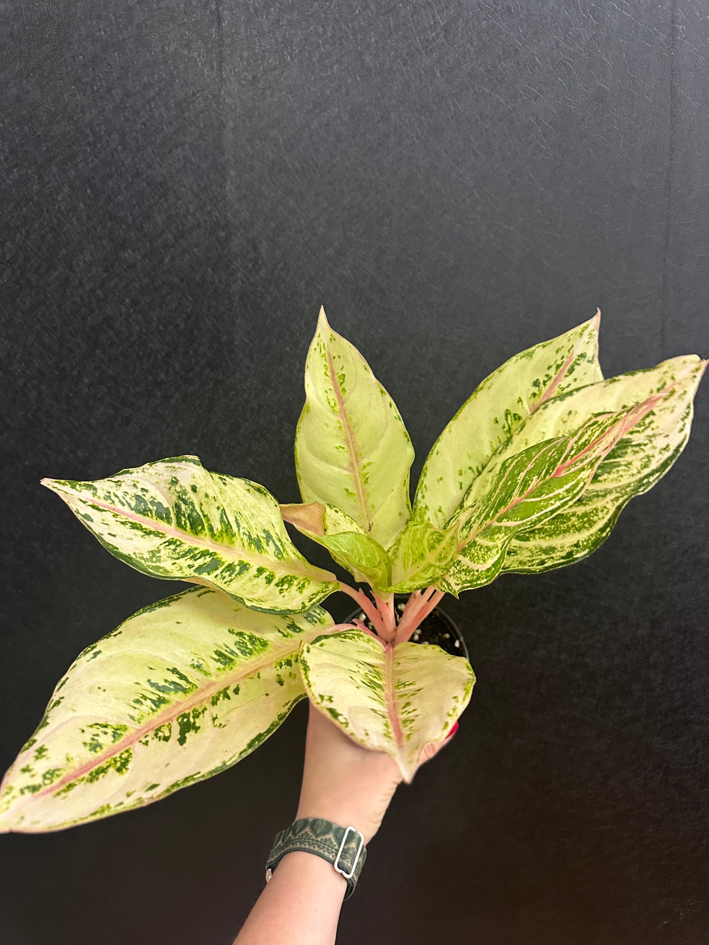 Lucky Aglaonema 4in