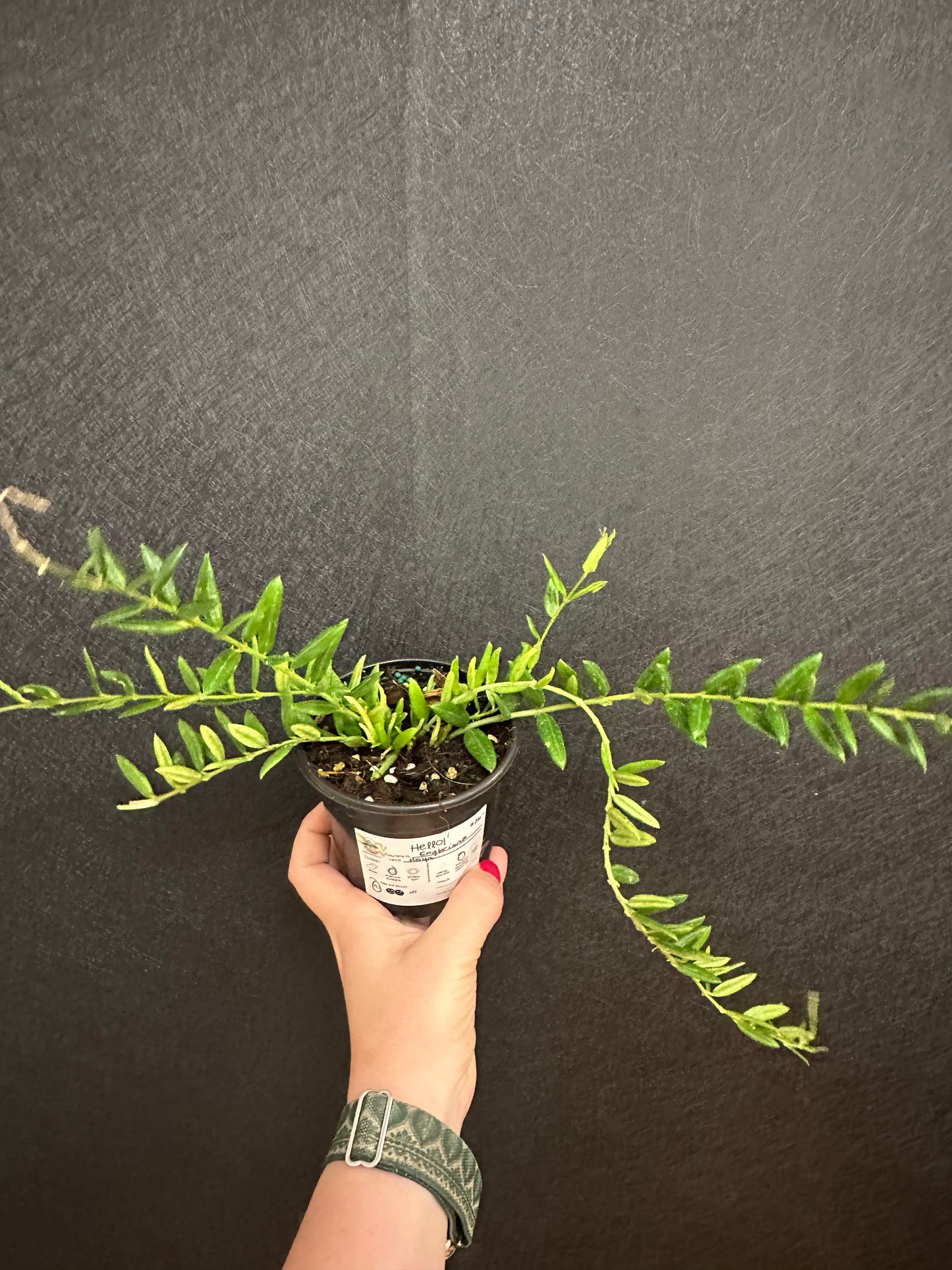 Engleriana Hoya 4in