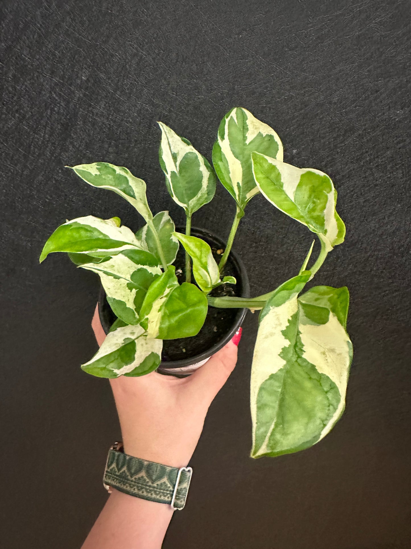 Glacier Pothos 4in
