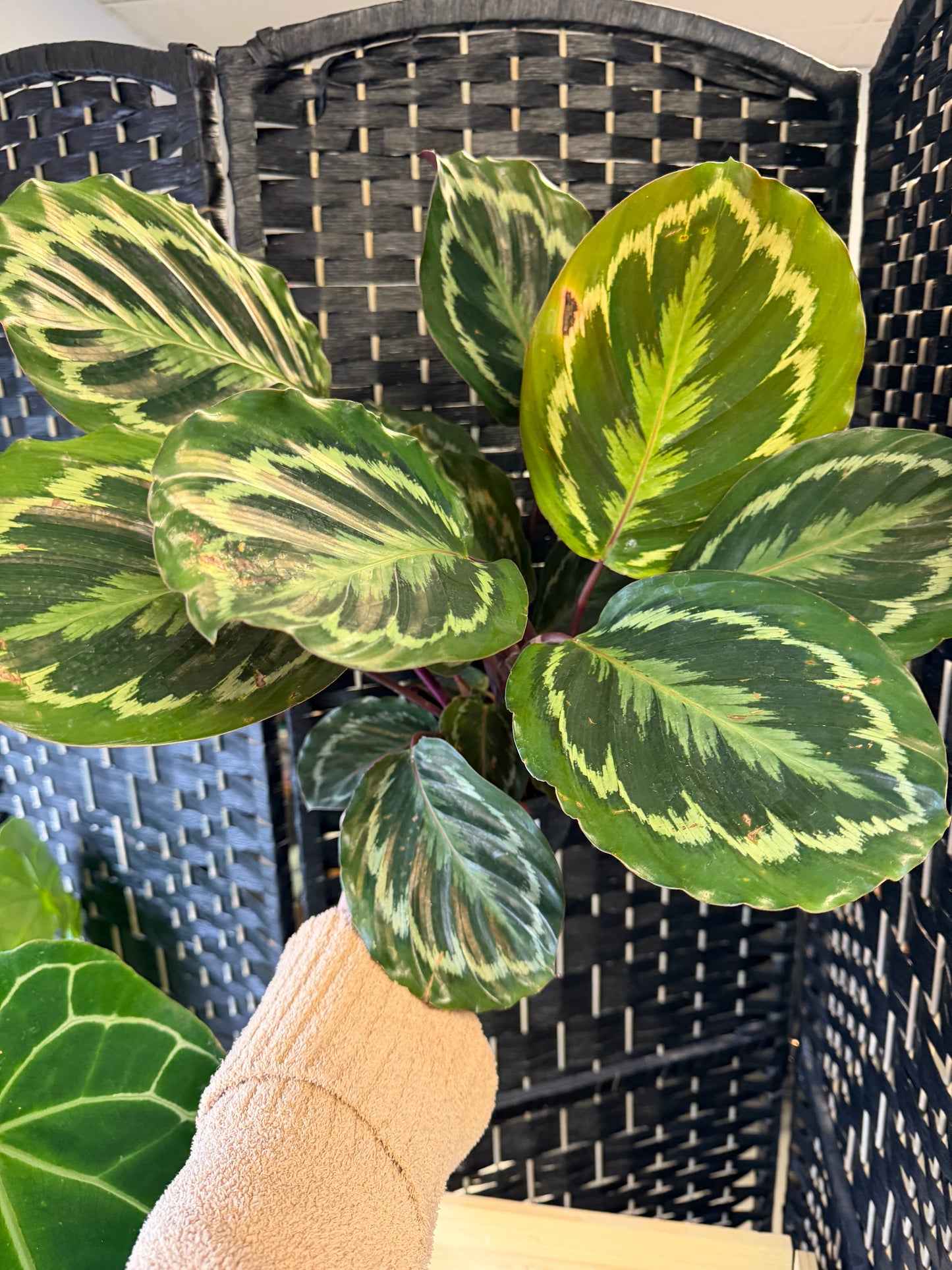 Medallion Calathea 6in