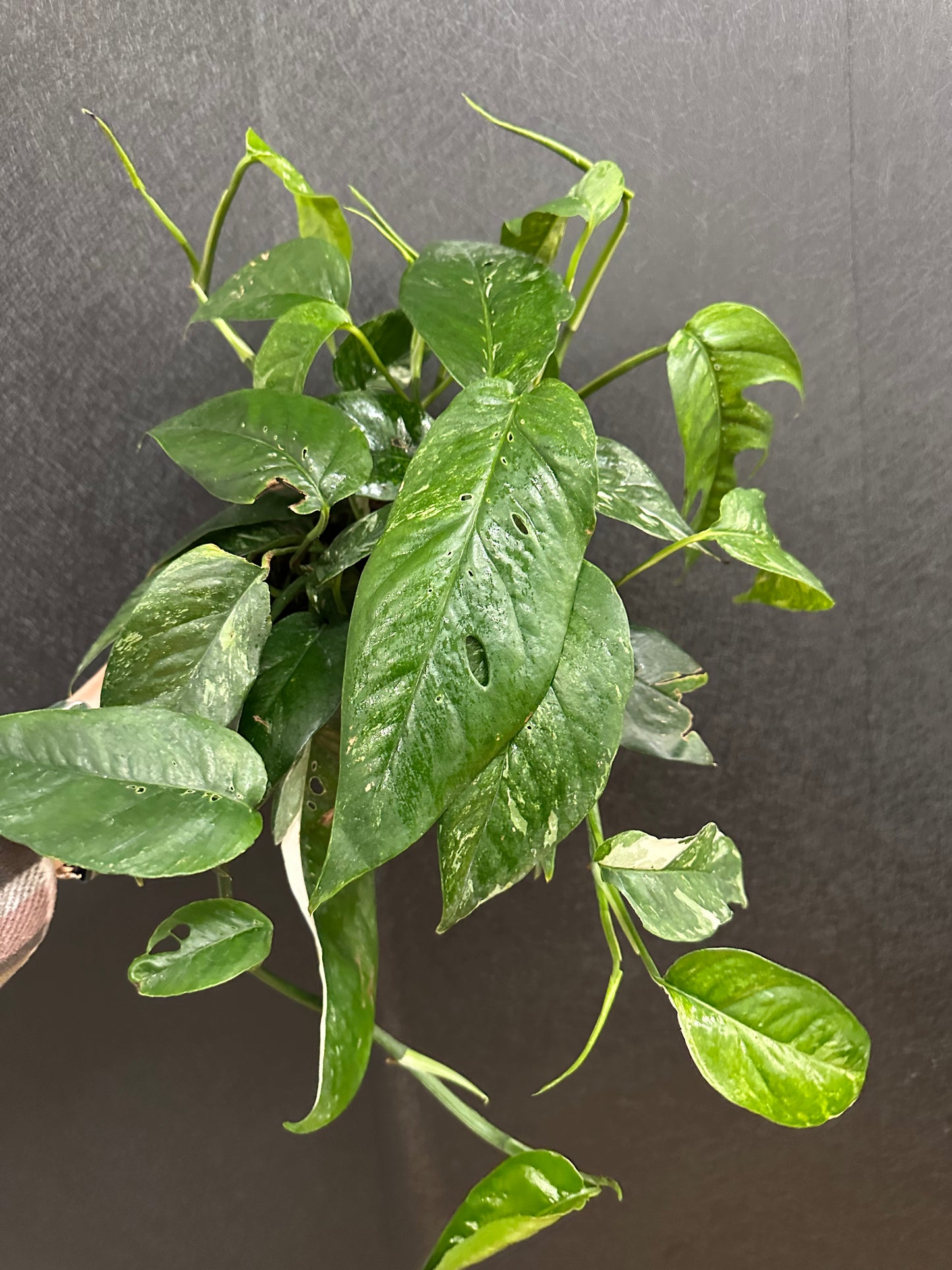 Epipremnum Albo, Variegated 6in