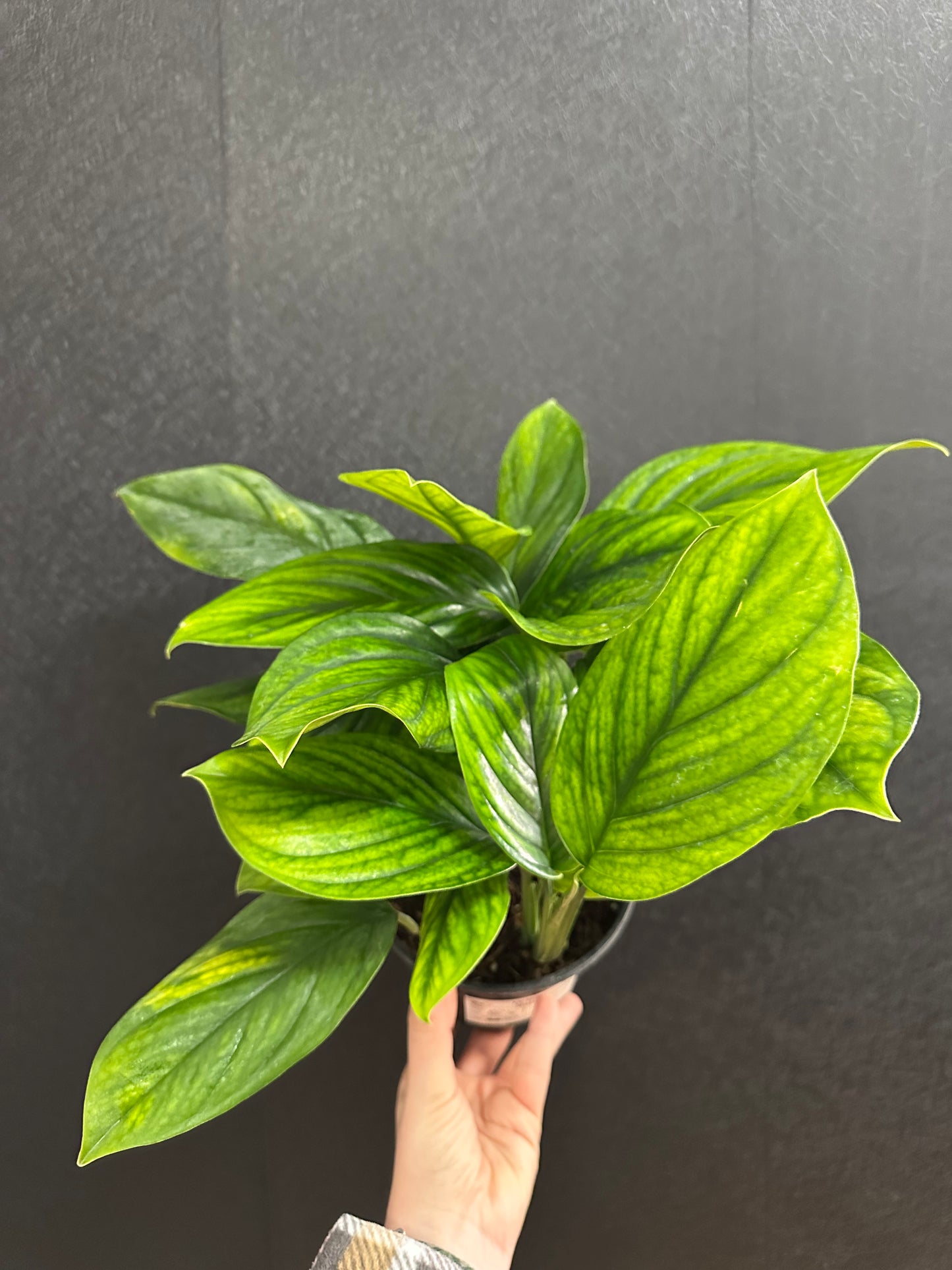 Monstera Peru 6in