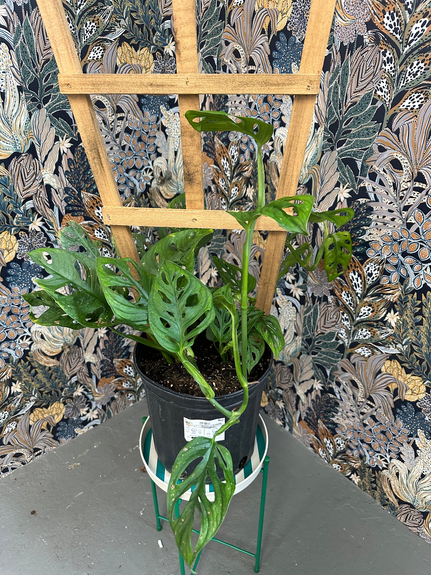 Monstera Swiss Cheese 2gallon