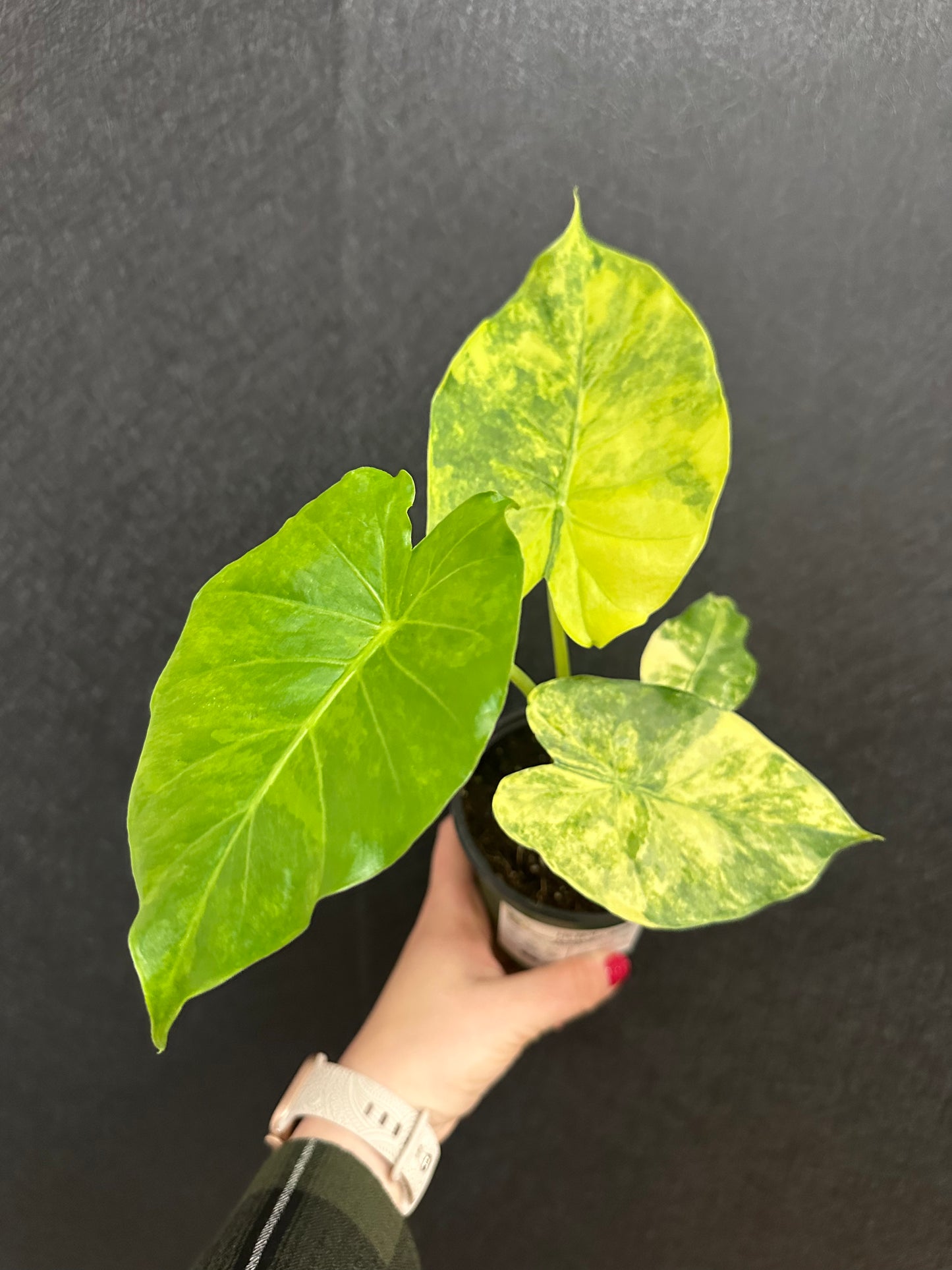 Gageana Aurea Alocasia 4in
