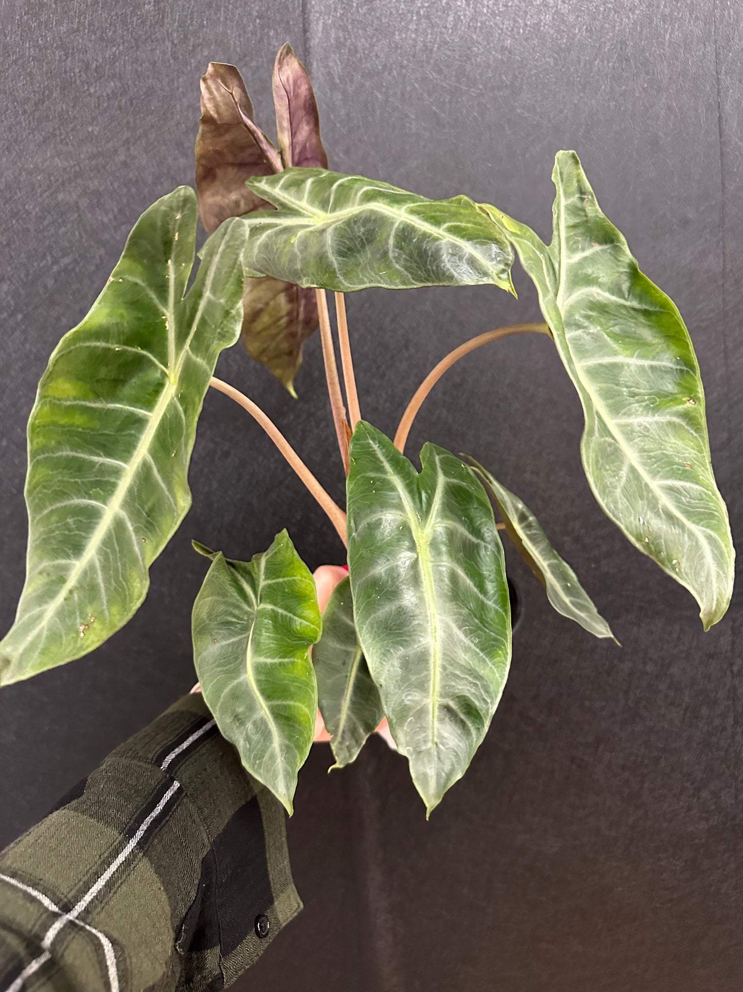 Pink Dragon Alocasia 5in
