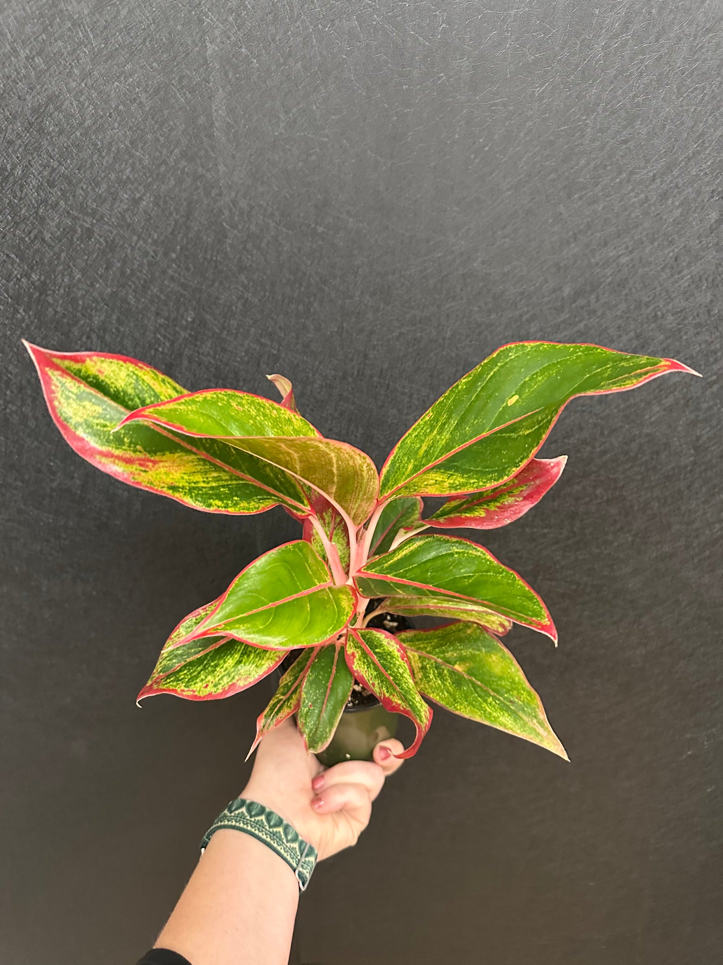 Red Siam Aurea Aglaonema 4in