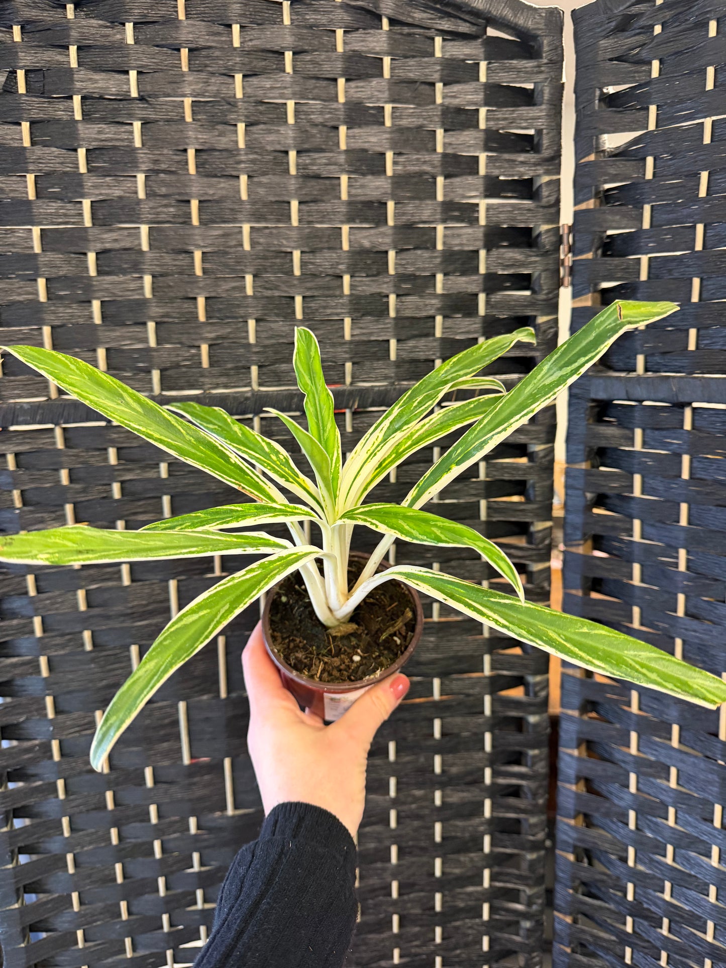 Bamboo Aglaonema 4in