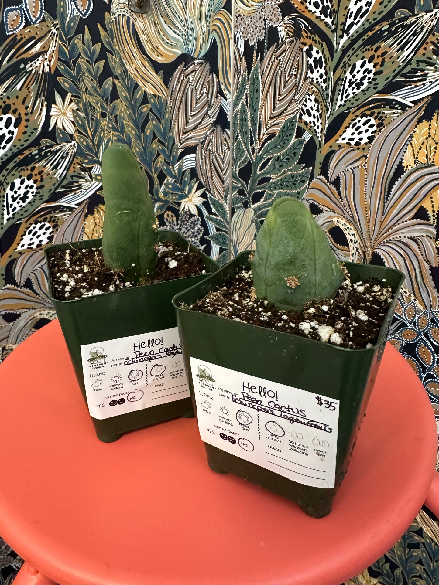 Peen Cactus
