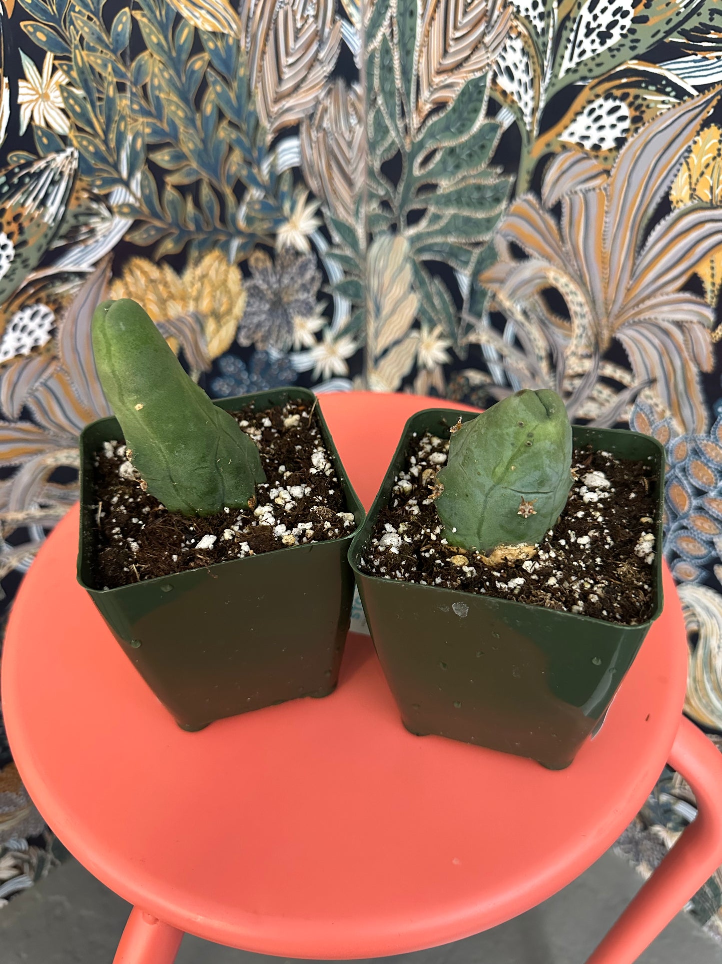 Peen Cactus