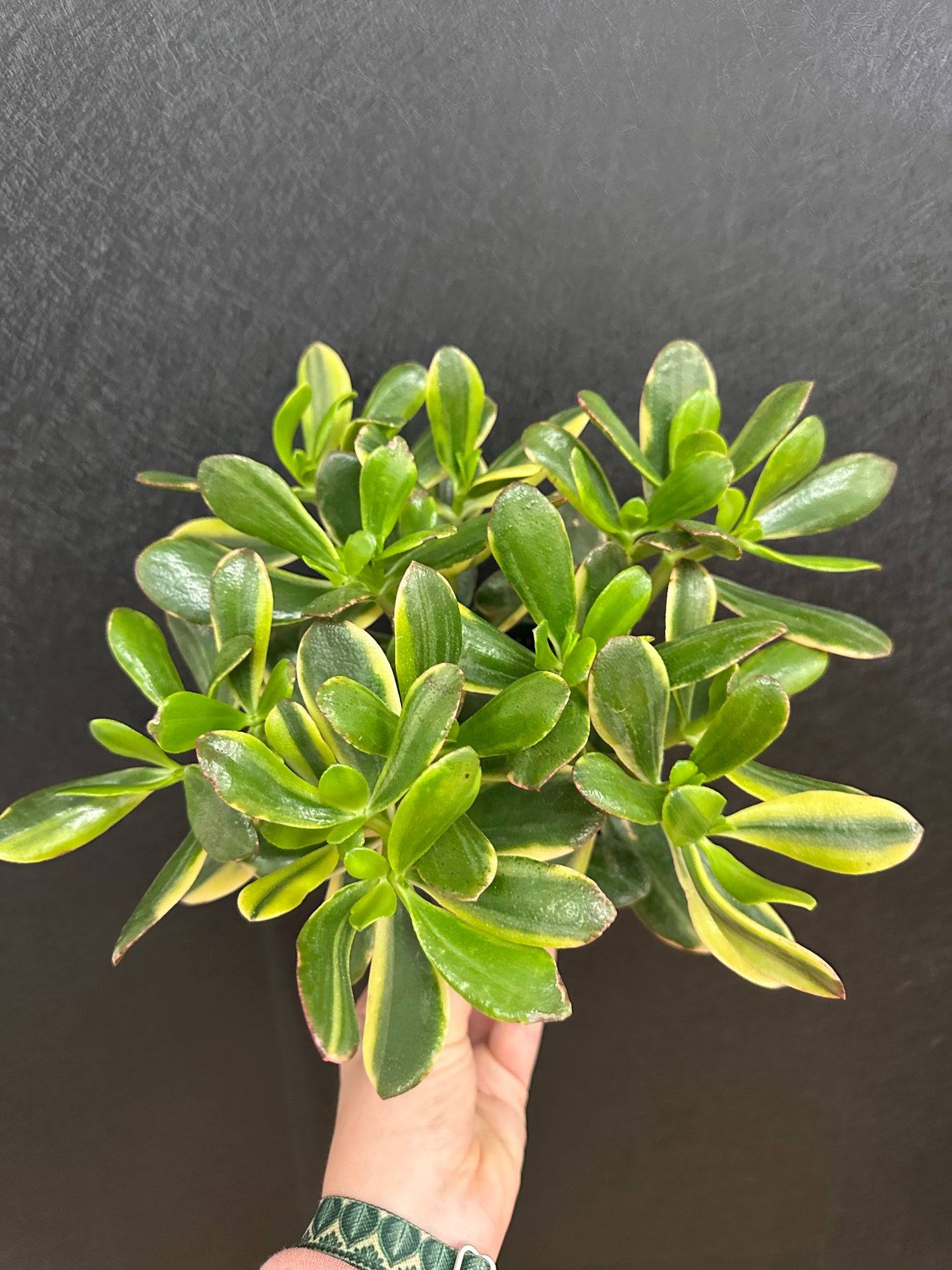 Tri Color Jade 5in