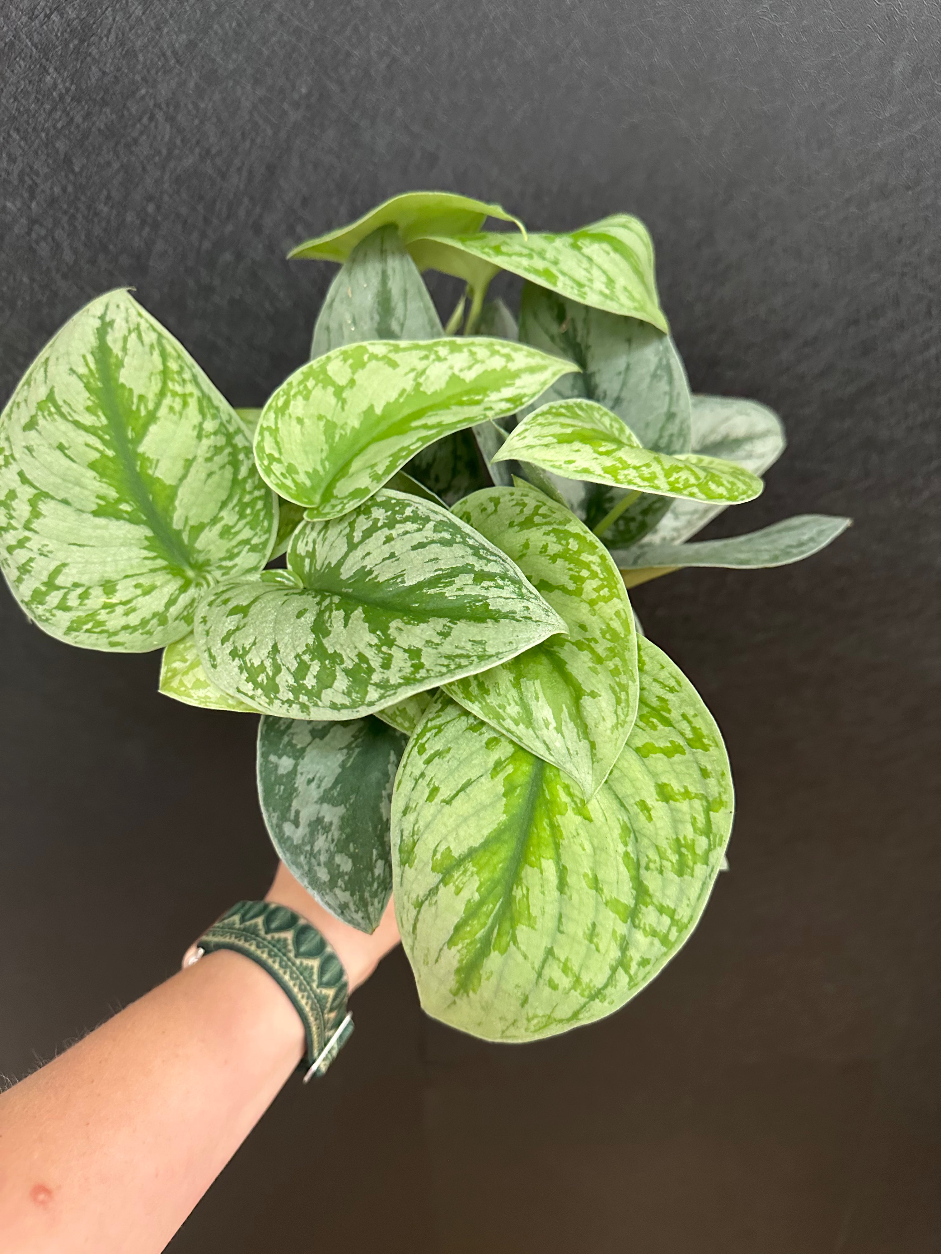 philodendron silver lady Silver Lady Scindapsus 4in – Blossom + Branch Houseplants