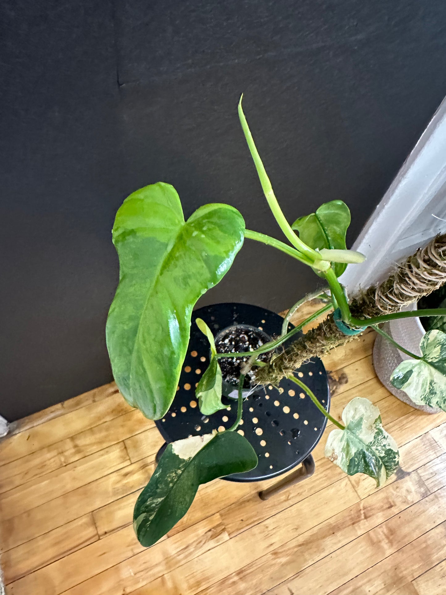 Philodendron Bipennifolium Variegated 4in with pole