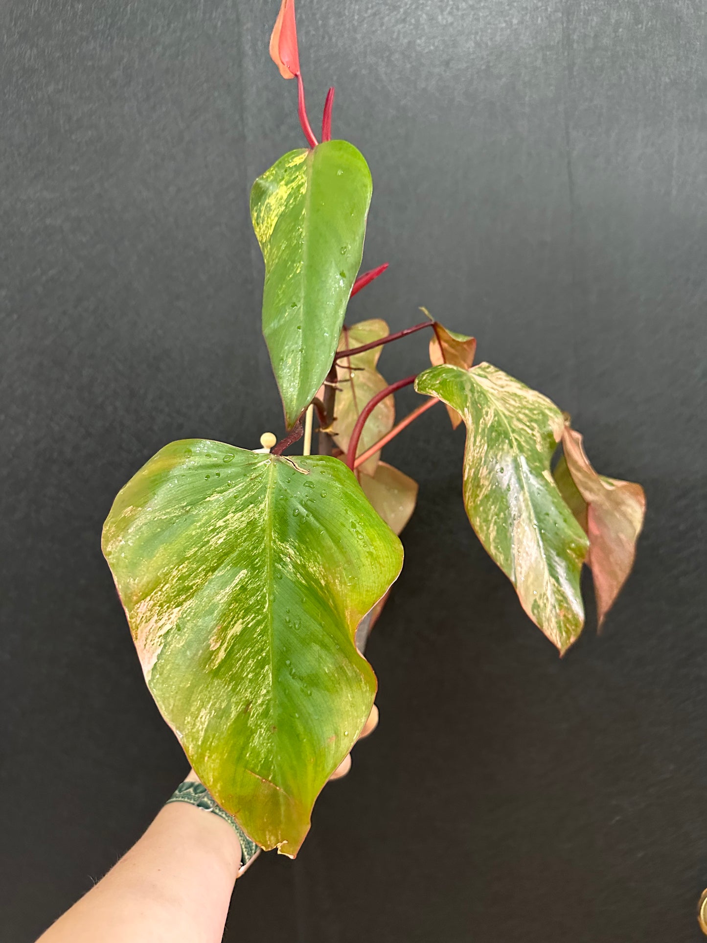 Philodendron Strawberry Shake 6in
