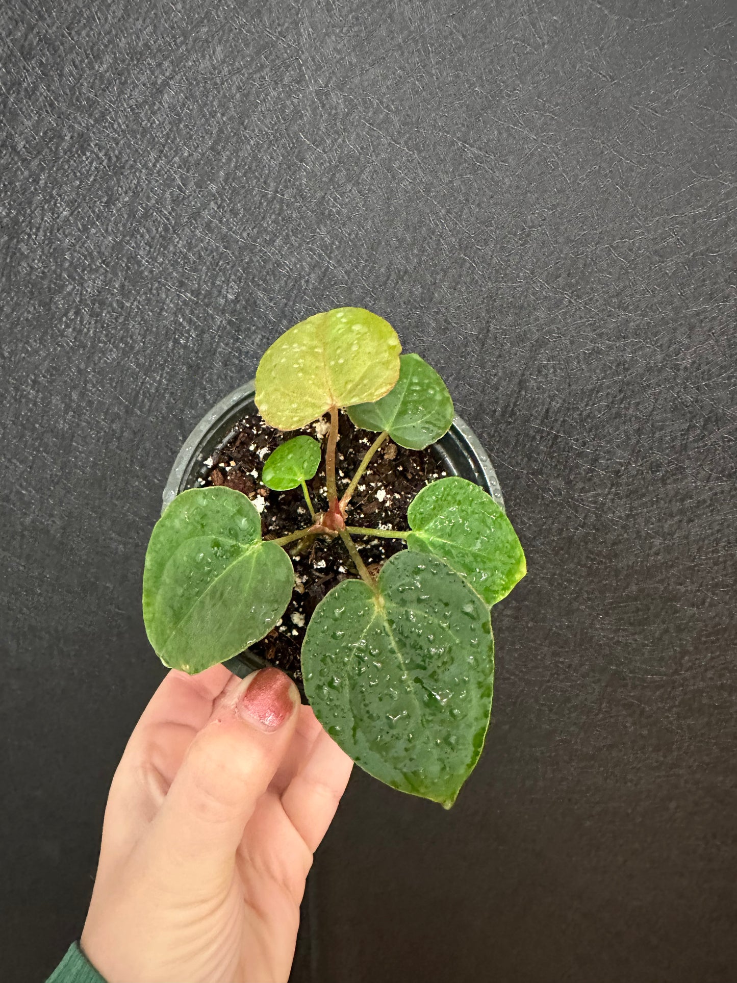 Anthurium Red Crystallinum X BVEP Purple Emergent Leaves 4in